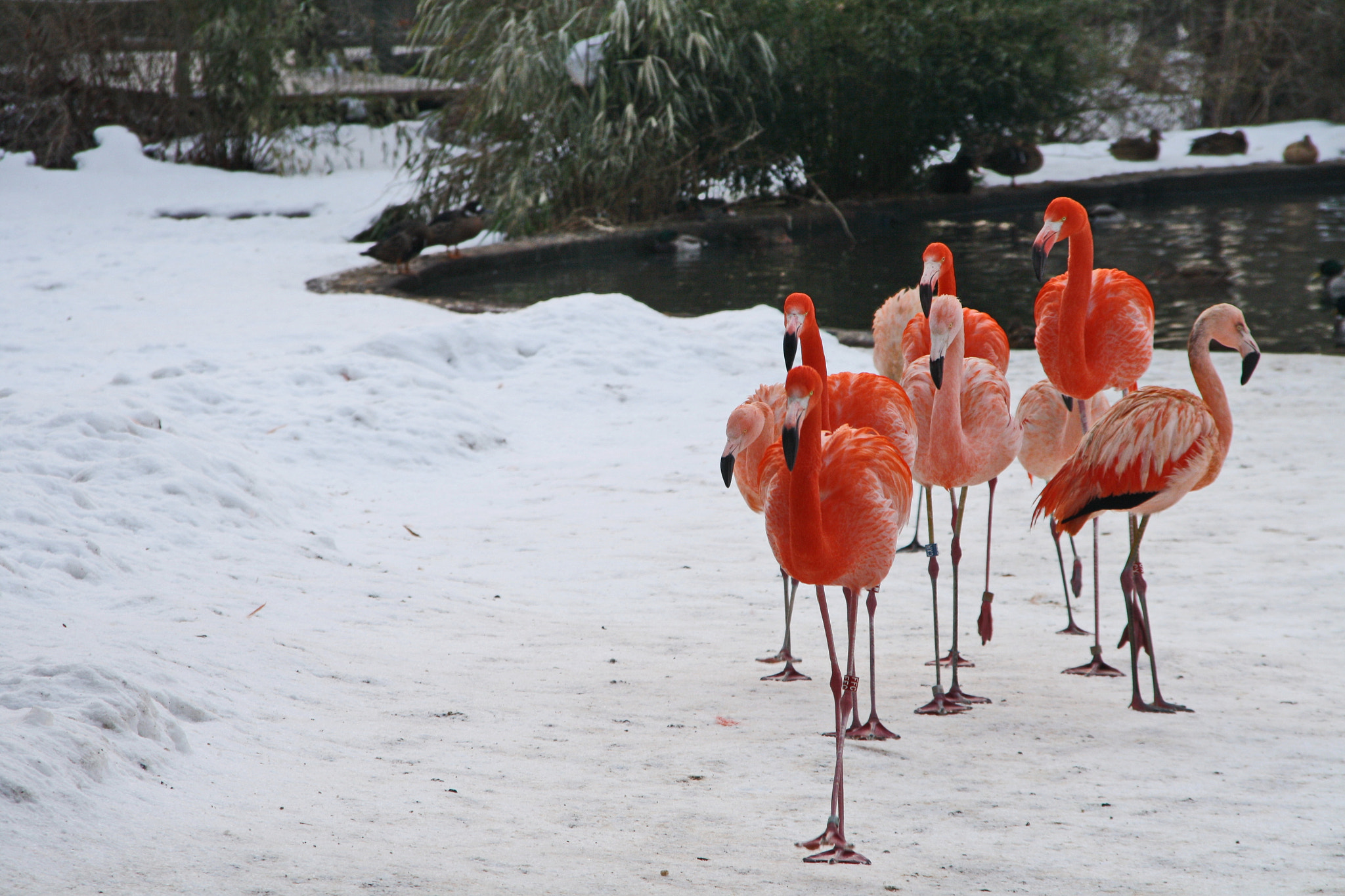 Sigma 18-125mm F3.8-5.6 DC OS HSM sample photo. Flamingos on the snow photography