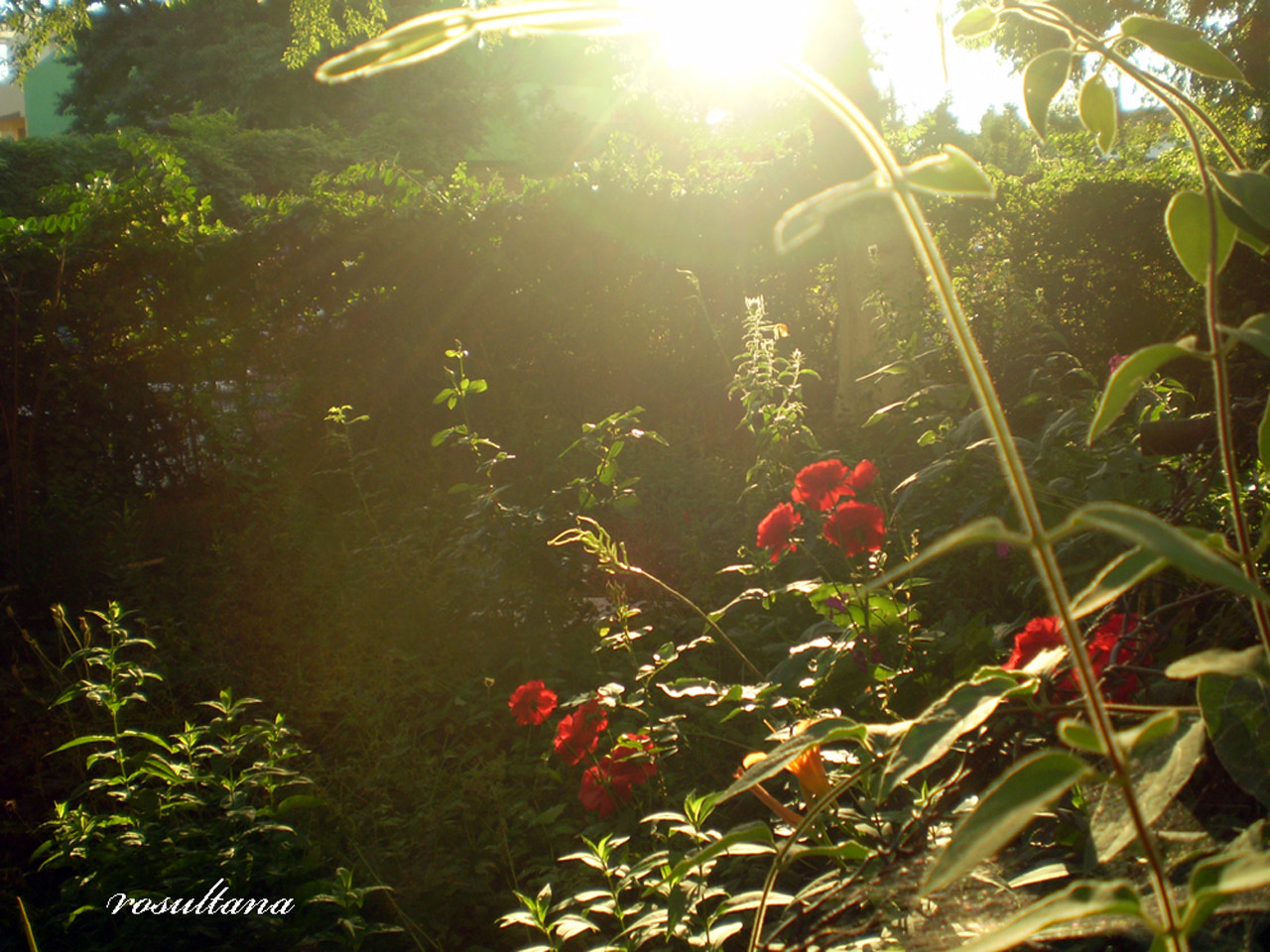 Olympus FE210,X775 sample photo. Sunset photography