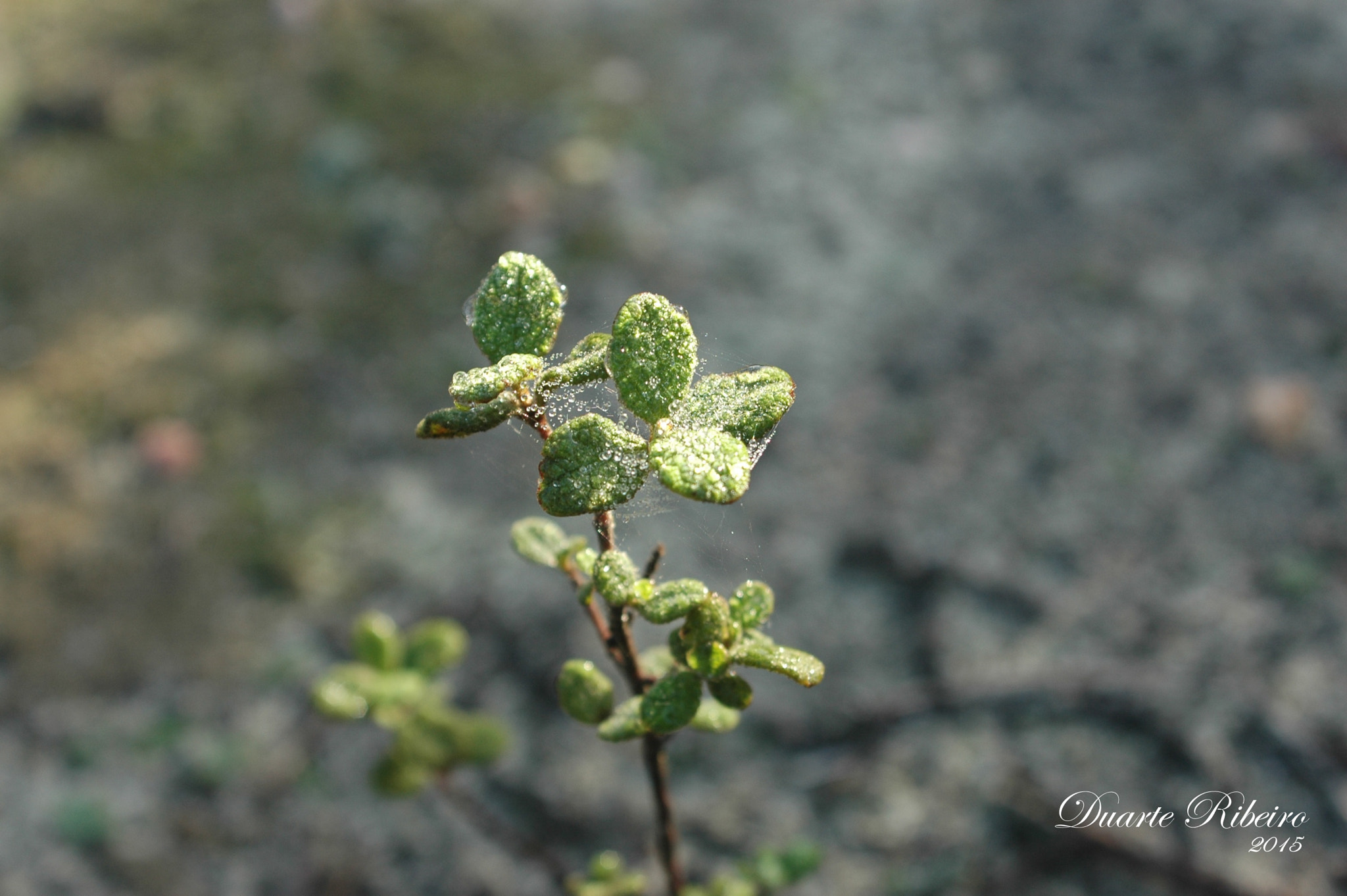 Nikon D70 + AF Zoom-Nikkor 35-135mm f/3.5-4.5 N sample photo. Just a plant... photography