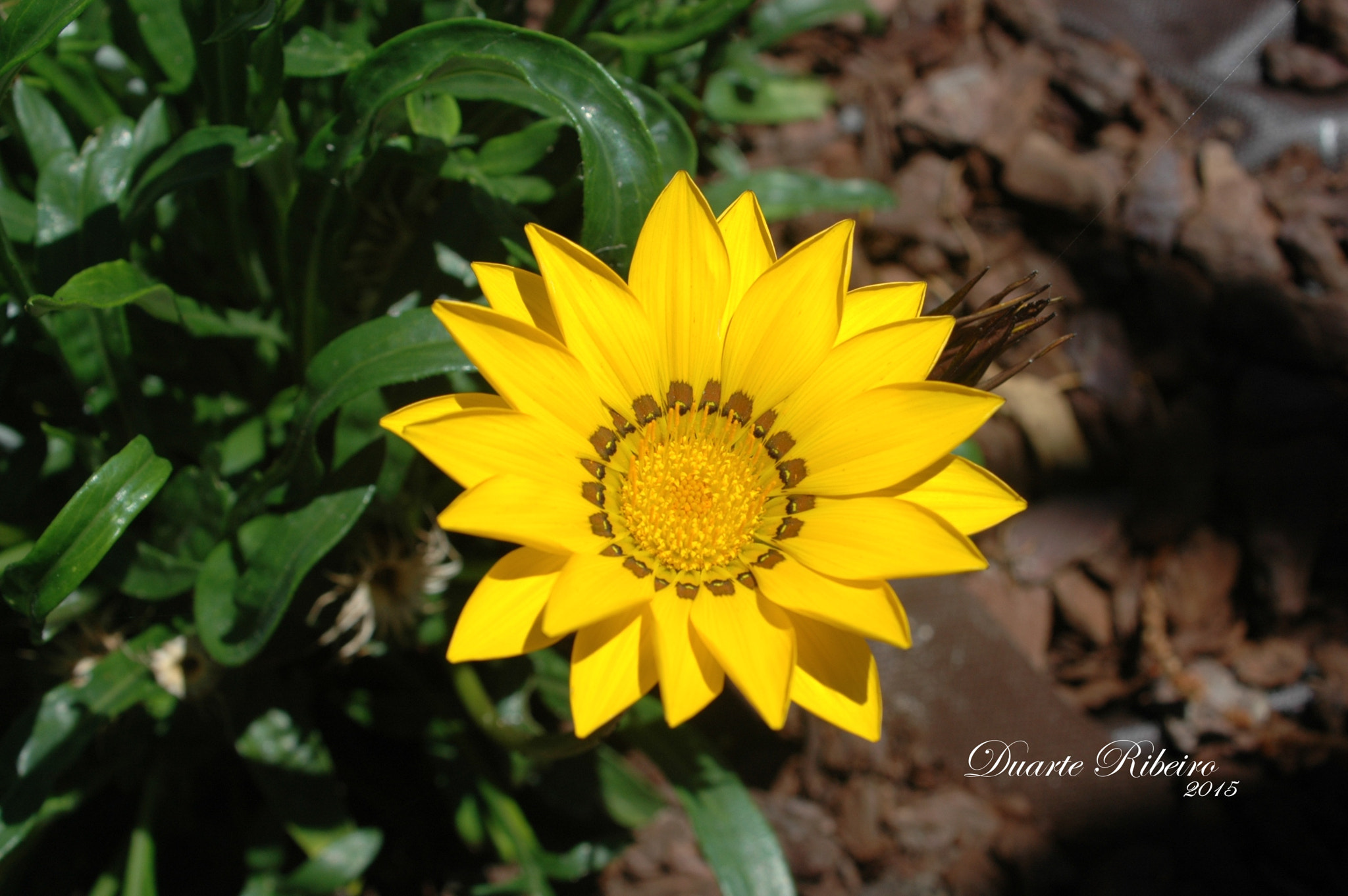 AF Zoom-Nikkor 35-135mm f/3.5-4.5 N sample photo. Flower photography