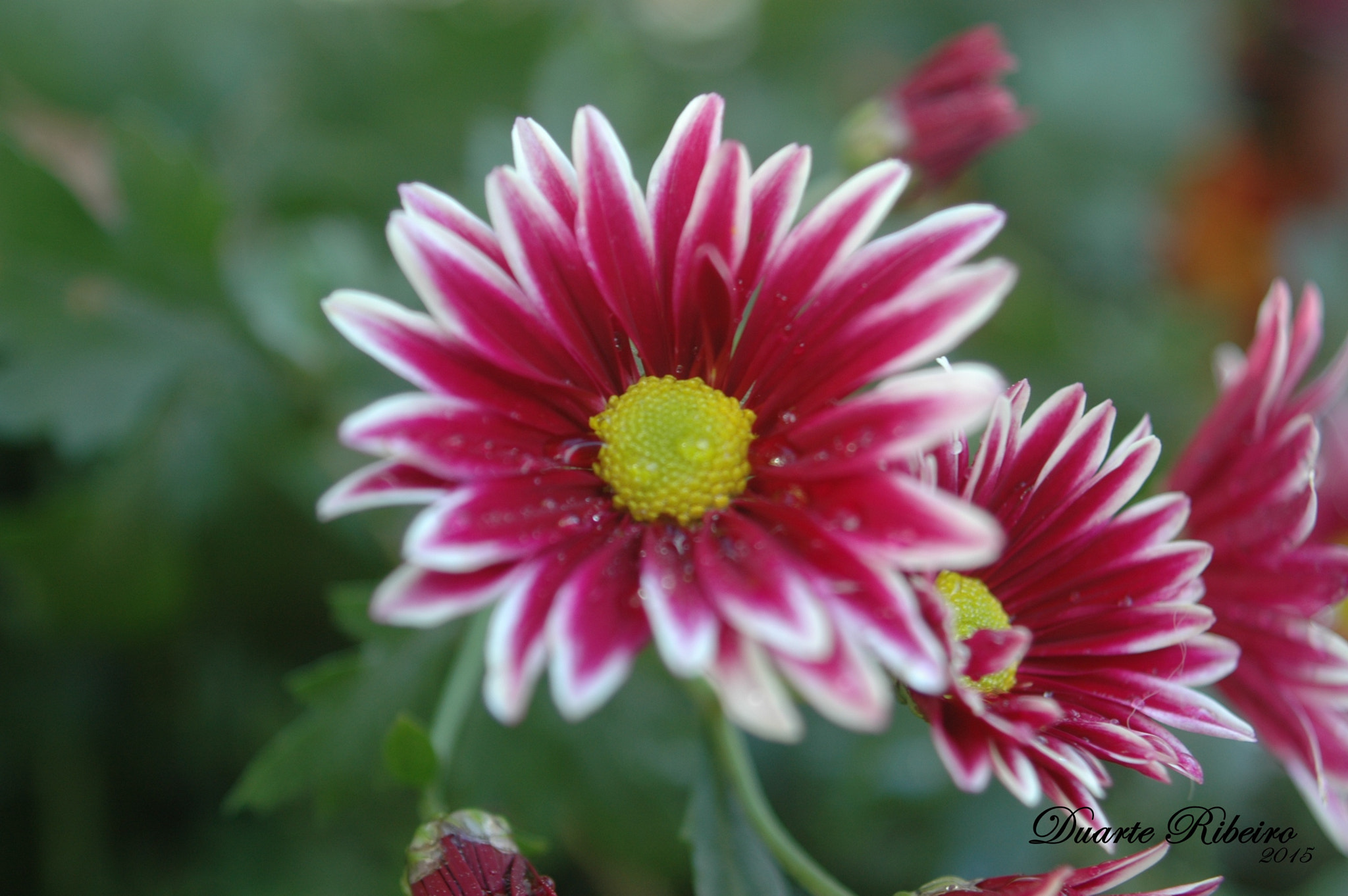 Nikon D70 + AF Zoom-Nikkor 35-135mm f/3.5-4.5 N sample photo. Flower photography