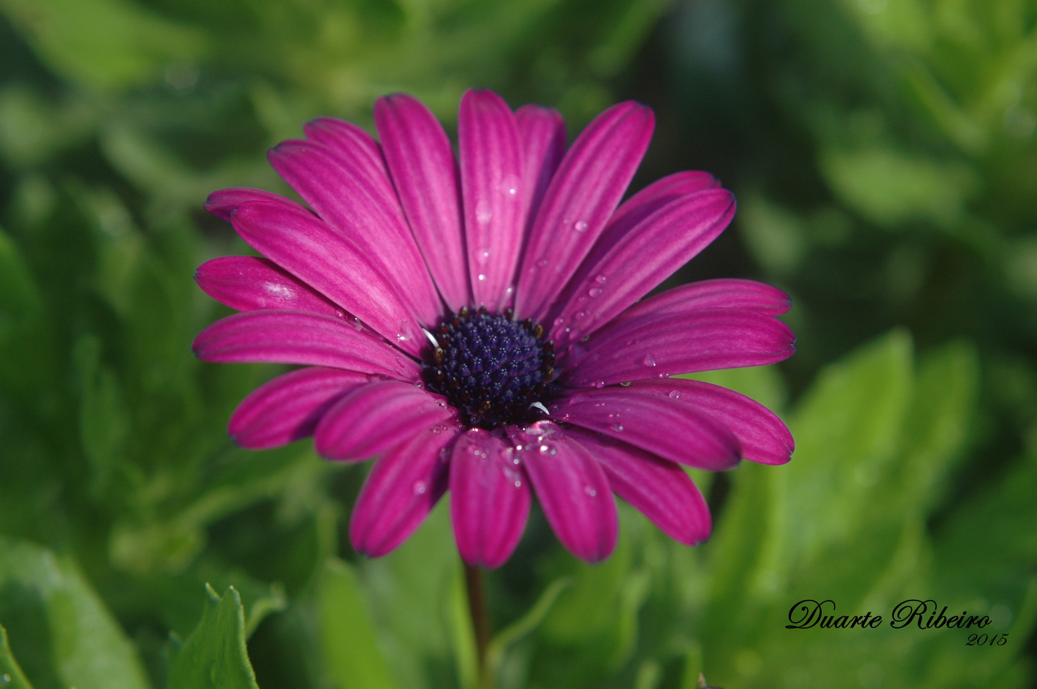 AF Zoom-Nikkor 35-135mm f/3.5-4.5 N sample photo. Flower photography
