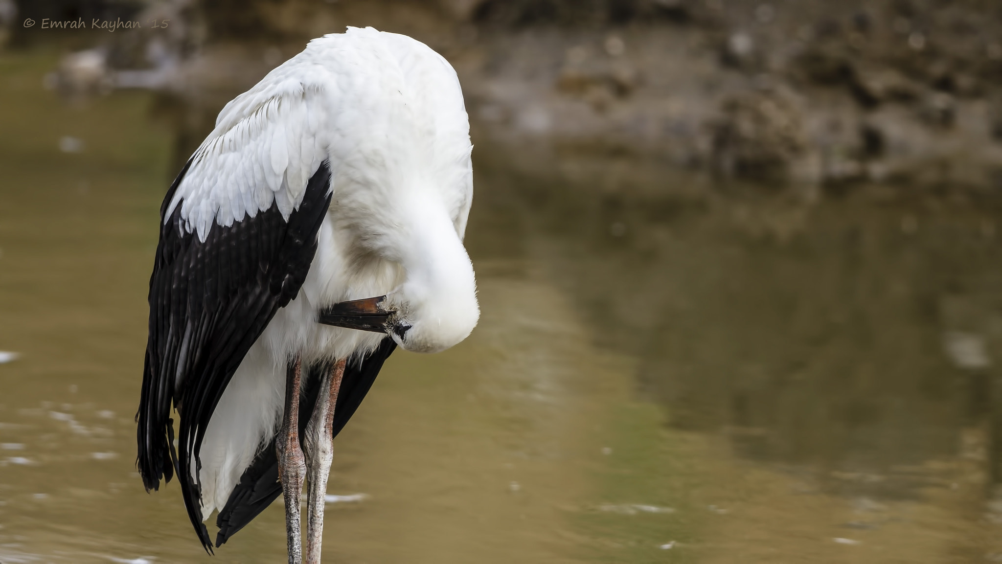 Canon EOS 7D + Canon EF 600mm F4L IS II USM sample photo. White stork photography