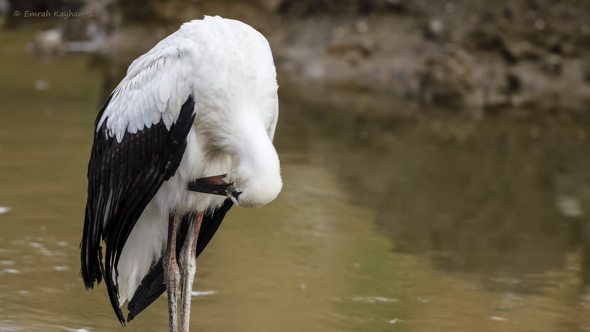 Canon EF 600mm F4L IS II USM sample photo. White stork photography