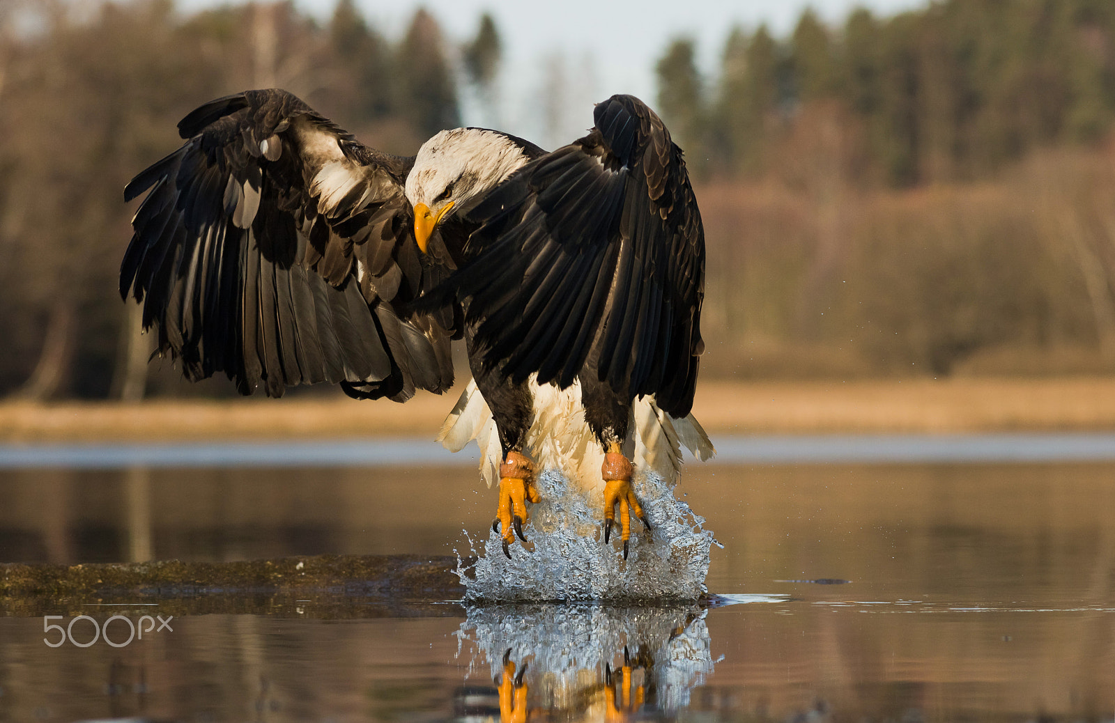 Canon EOS 760D (EOS Rebel T6s / EOS 8000D) + Canon EF 200mm f/2.8L sample photo. Orel bělohlavý photography