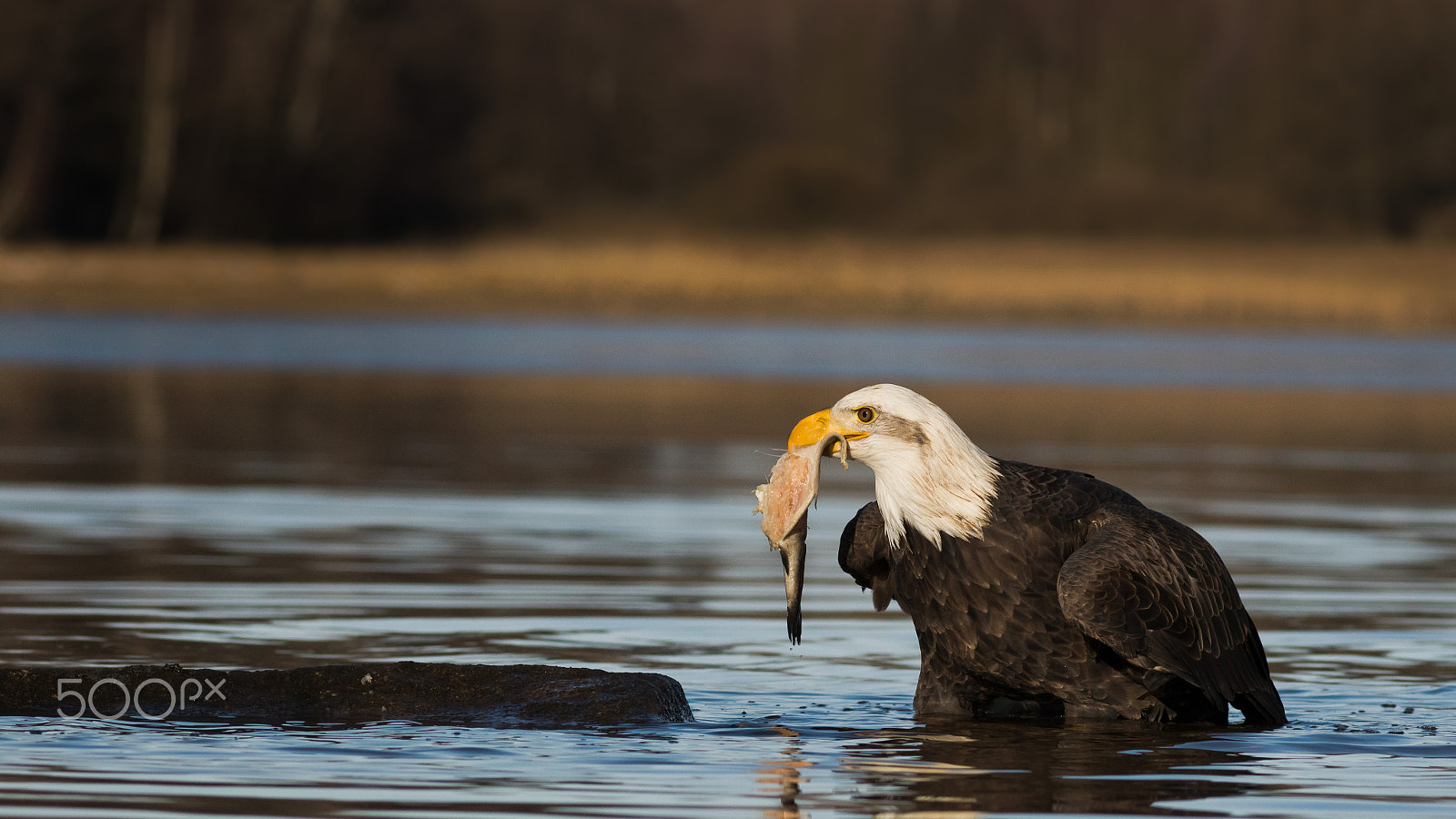 Canon EOS 760D (EOS Rebel T6s / EOS 8000D) + Canon EF 200mm F2.8L II USM sample photo. Orel bělohlavý photography