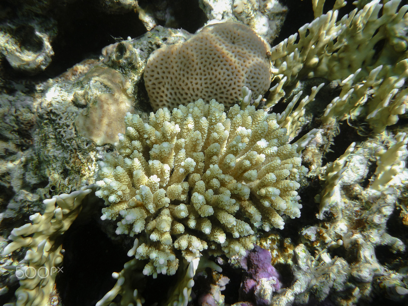 Panasonic DMC-FT4 sample photo. Coral acropora tenuis in the red sea photography