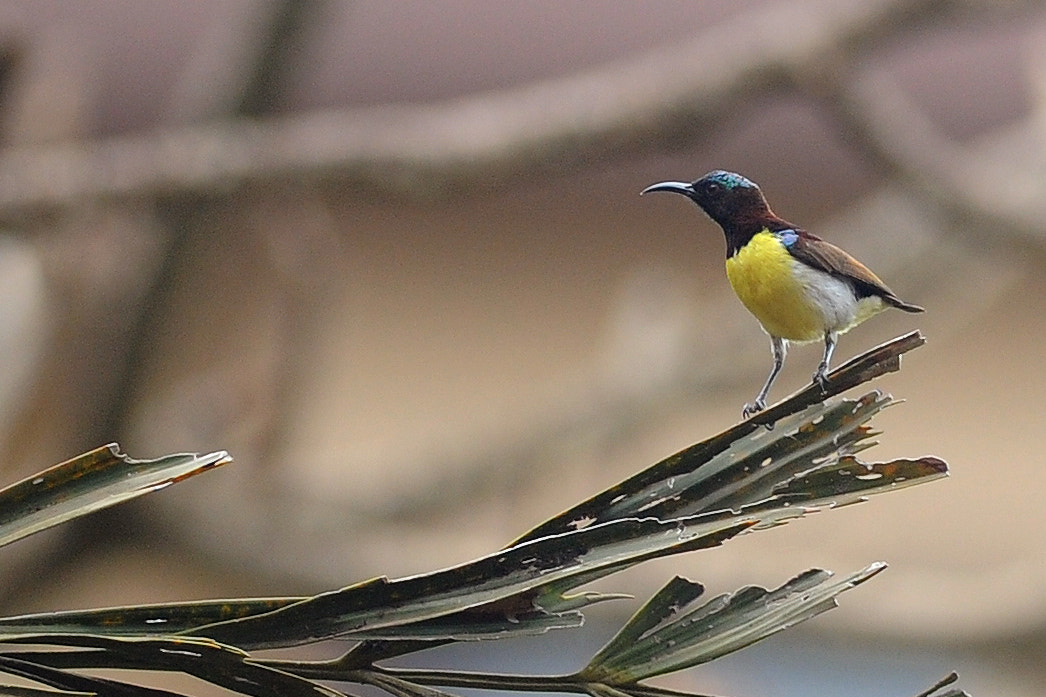 Nikon AF-S Nikkor 300mm F2.8G ED VR II sample photo. On the branch photography