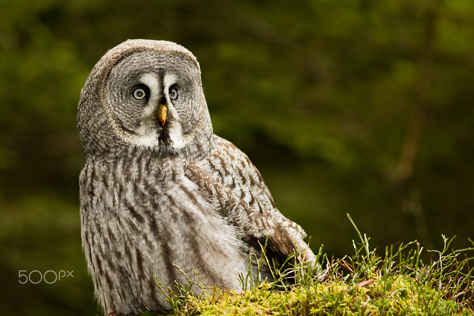 Canon EF 200mm F2.8L II USM sample photo. Puštík bradatý photography
