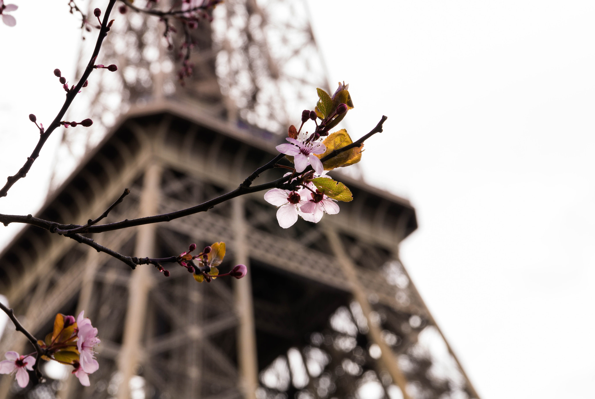 Sony SLT-A58 + Sigma 17-70mm F2.8-4 DC Macro HSM sample photo. Eiffel flower photography