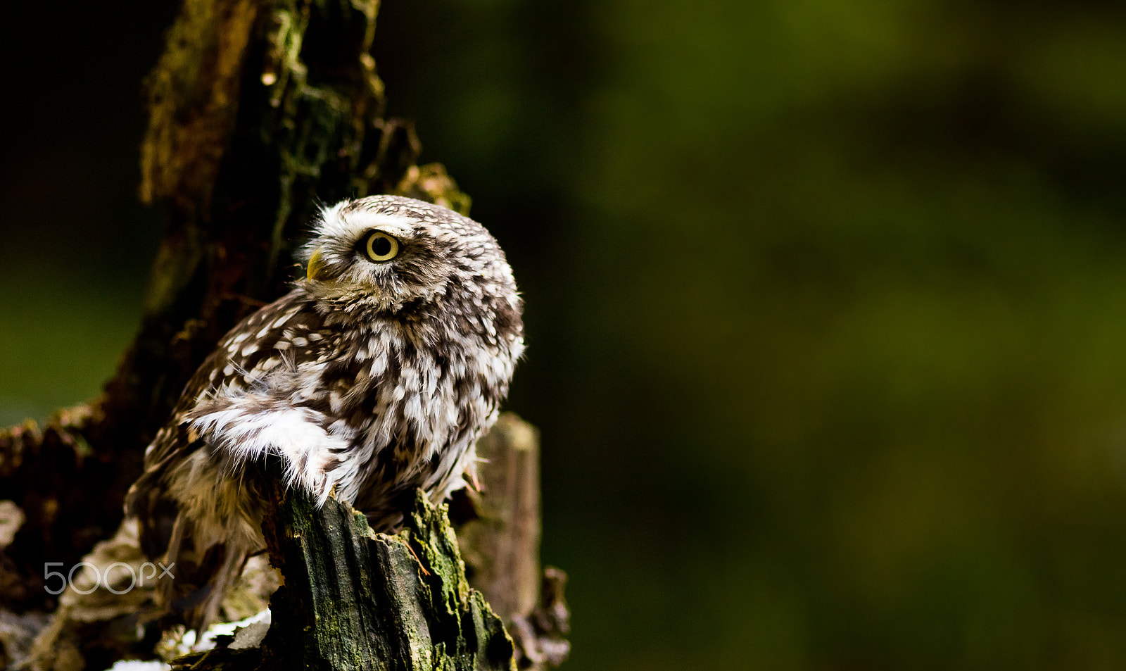 Canon EOS 760D (EOS Rebel T6s / EOS 8000D) + Canon EF 200mm F2.8L II USM sample photo. Sýček obecný-sokolnicky vedený photography