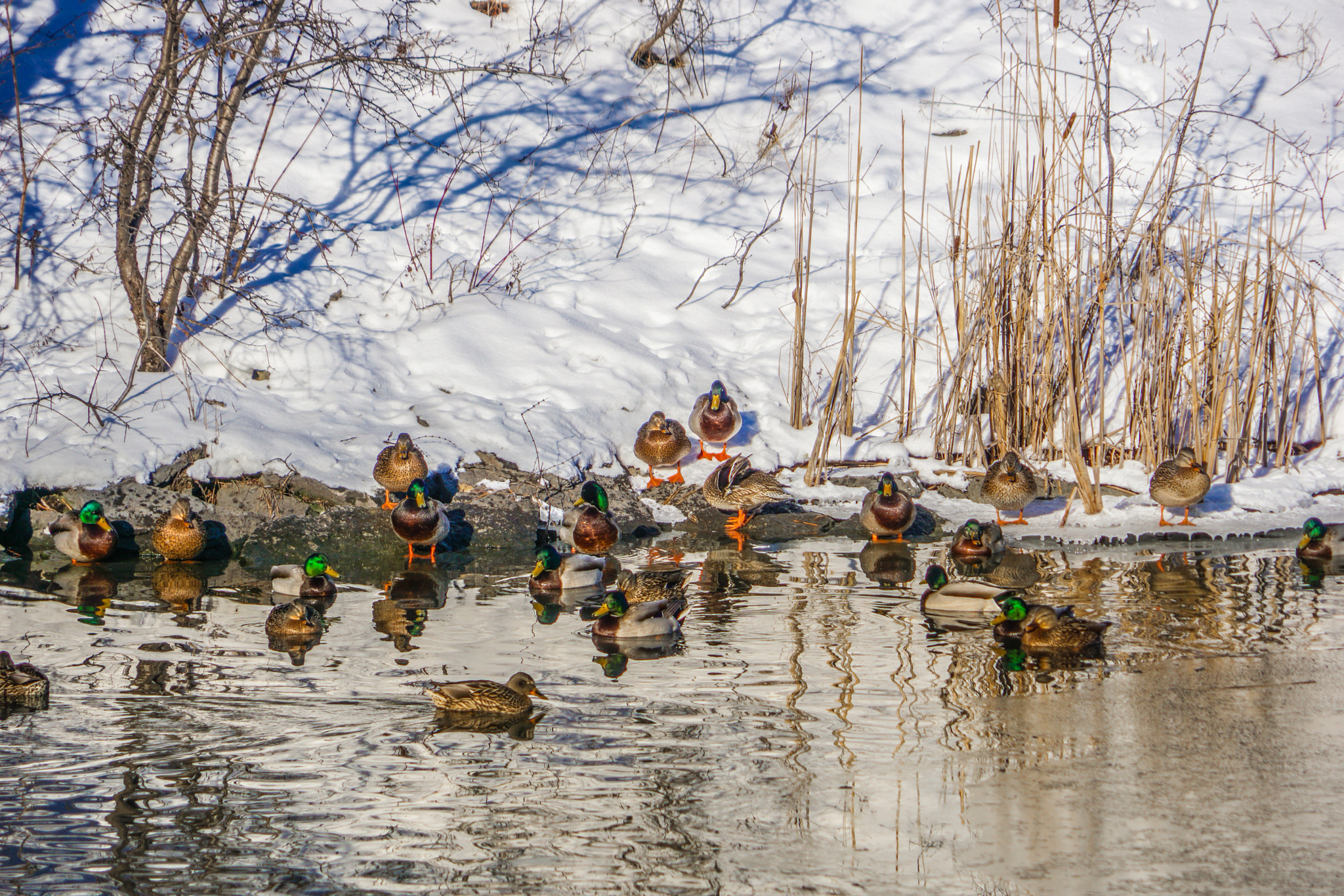 Sony a6000 + Sony FE 24-240mm F3.5-6.3 OSS sample photo. Duckland photography