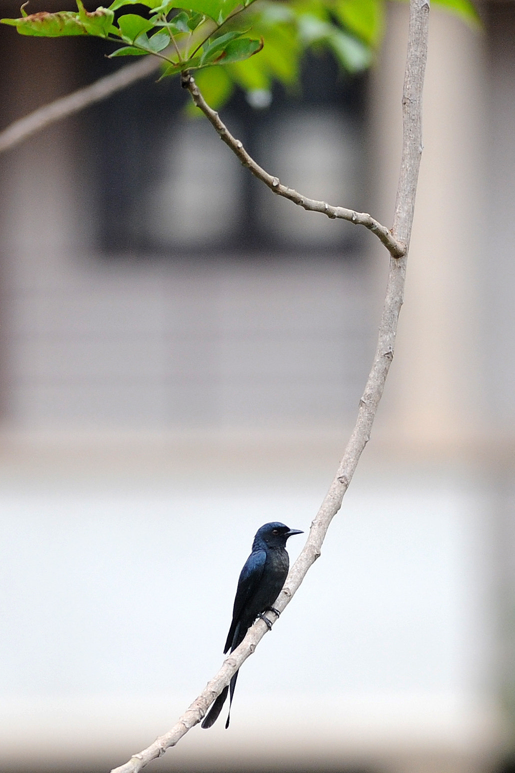 Nikon AF-S Nikkor 300mm F2.8G ED VR II sample photo. Indian drongo photography