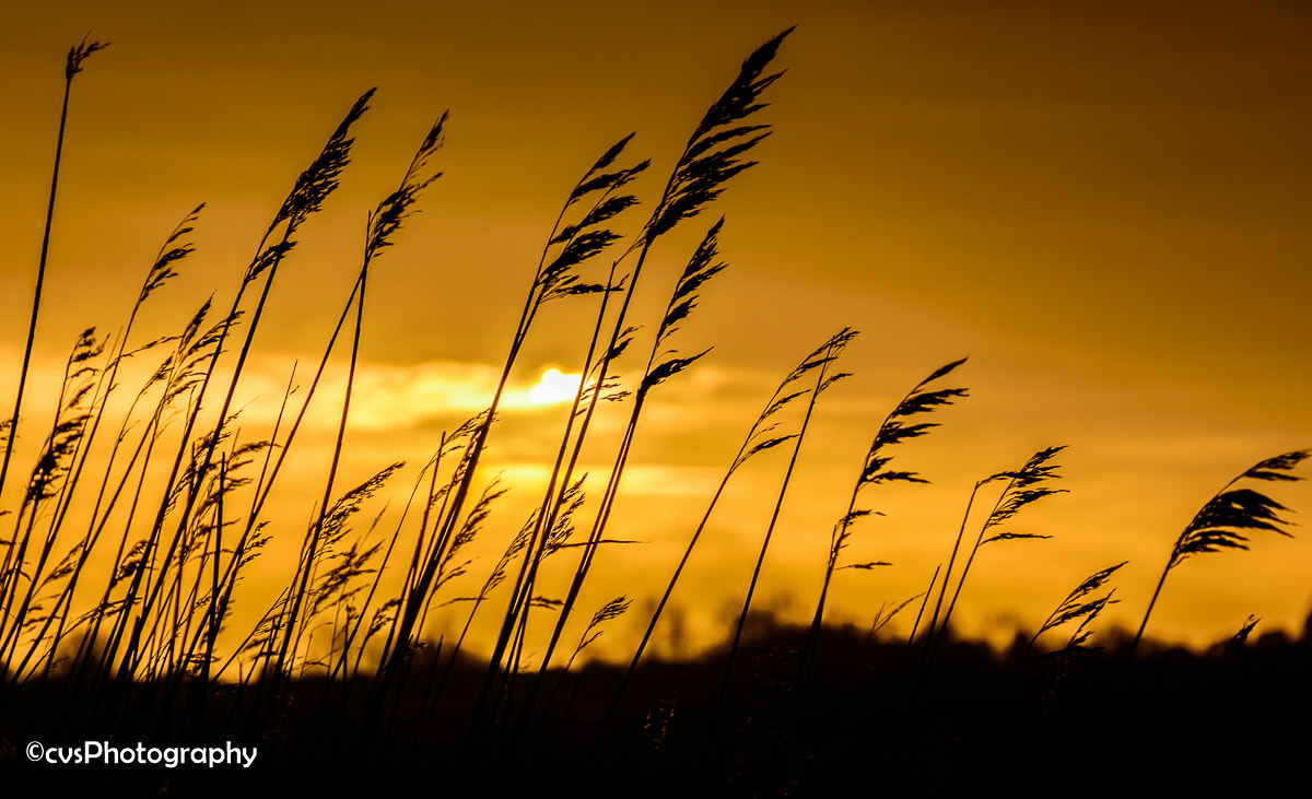 Sigma 18-200mm F3.5-6.3 II DC OS HSM sample photo. Colourful nature photography