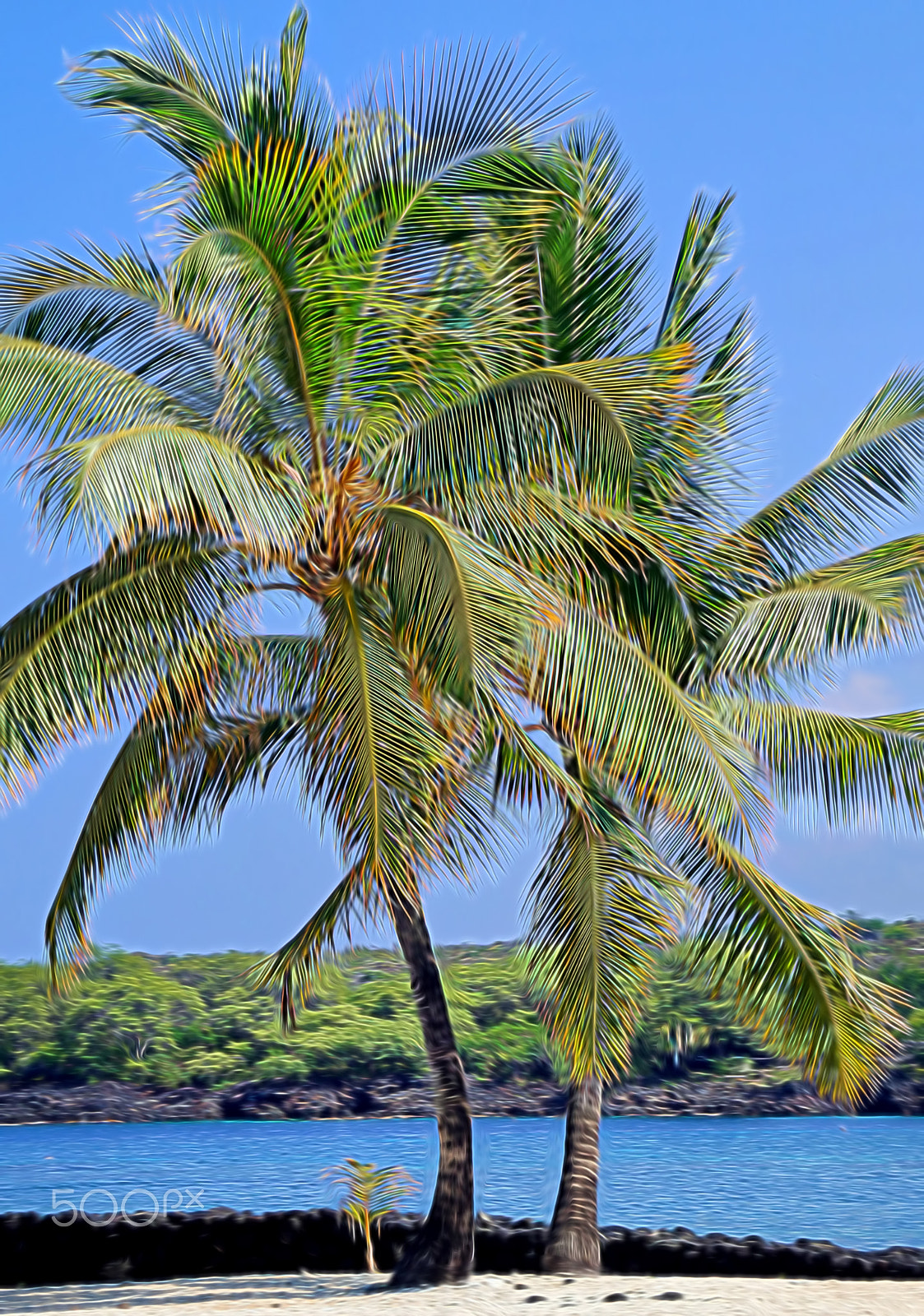 Sony Alpha a3000 + Sony E 55-210mm F4.5-6.3 OSS sample photo. Under the coconut tree photography