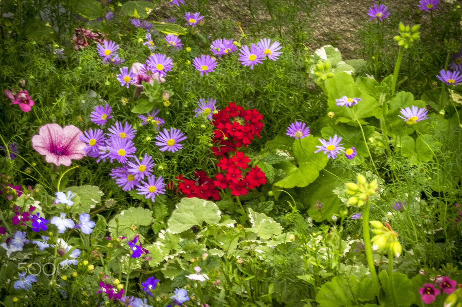 Canon EOS 7D + Canon EF 100mm F2.8 Macro USM sample photo. Pretty border. photography