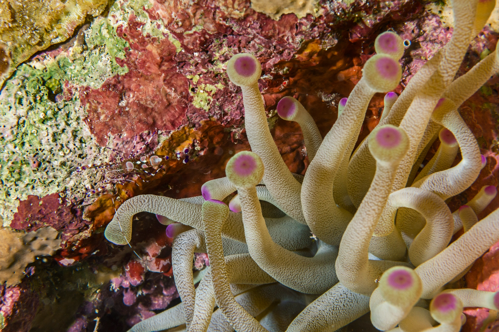 Nikon AF-S Micro-Nikkor 60mm F2.8G ED sample photo. Spotted cleaner shrimp by giant anemone photography