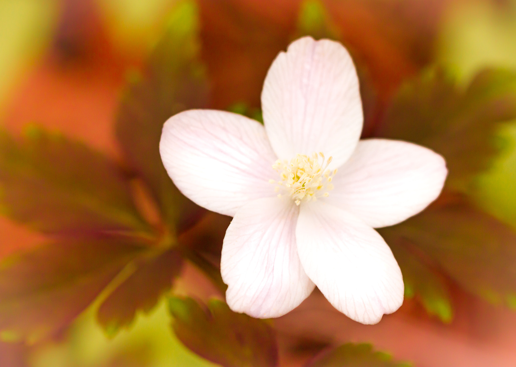 Canon EOS 7D + Canon EF 100mm F2.8 Macro USM sample photo. God of the winds photography