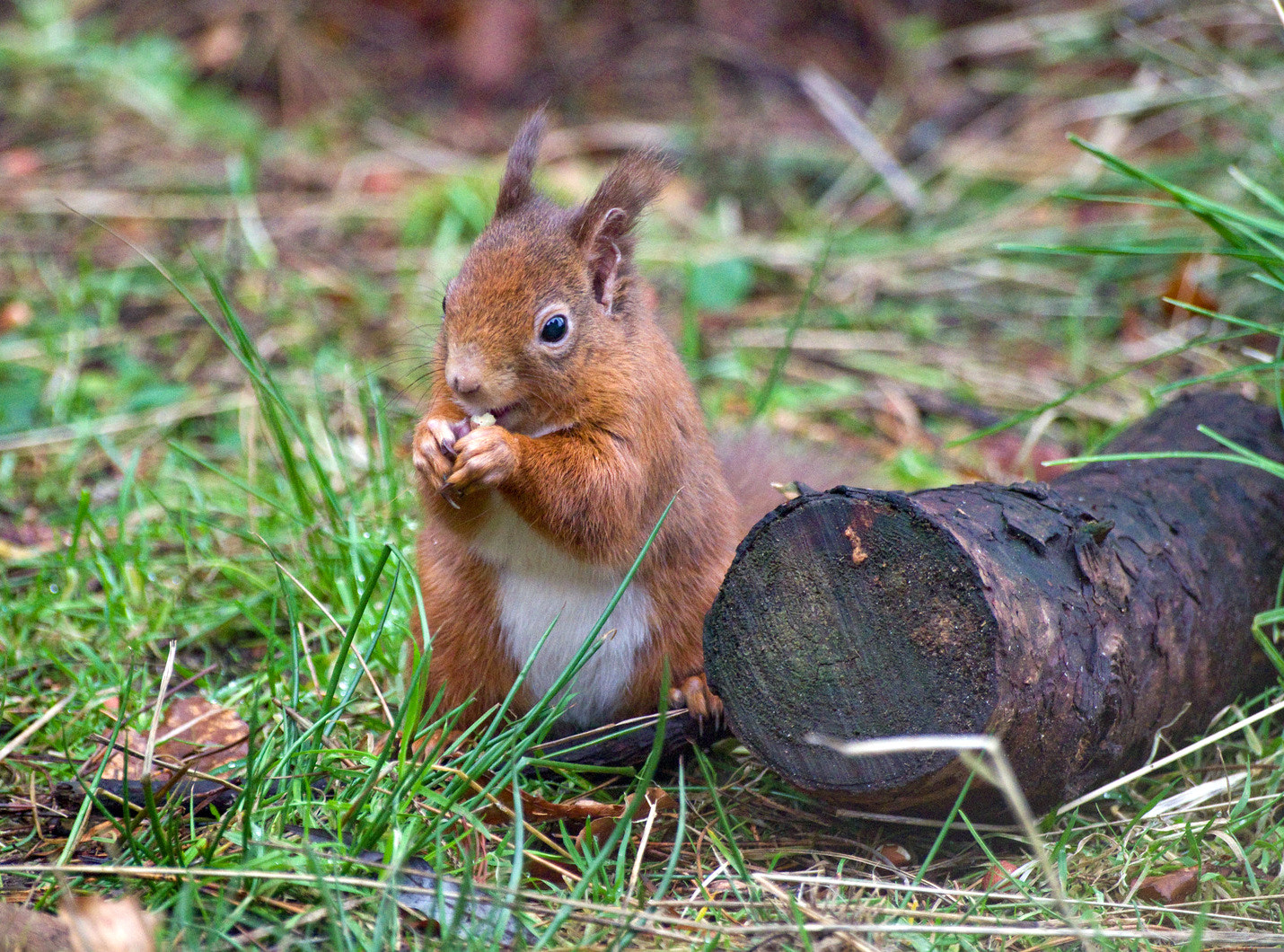 Pentax K-50 + Sigma sample photo. Red squirrel photography
