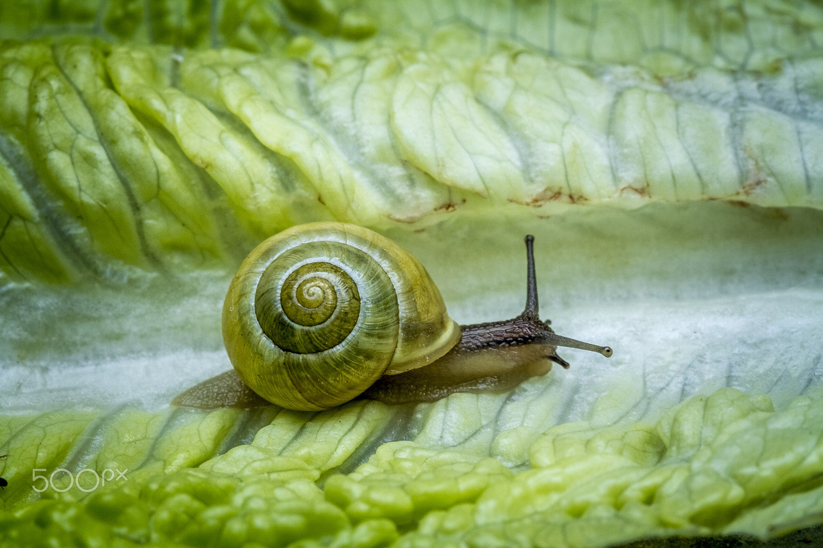 Canon EOS 7D + Canon EF 100mm F2.8 Macro USM sample photo. The lettuce road. photography