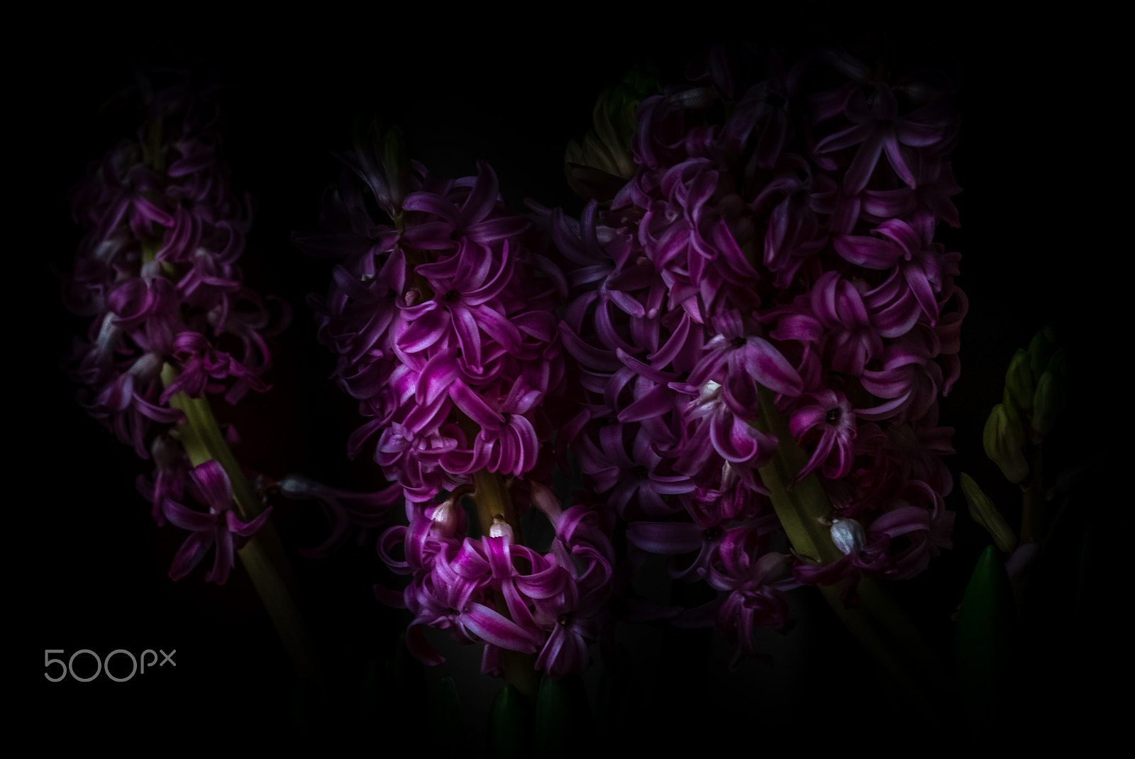 Sigma 50-500mm F4.5-6.3 DG OS HSM sample photo. Hyacinth photography