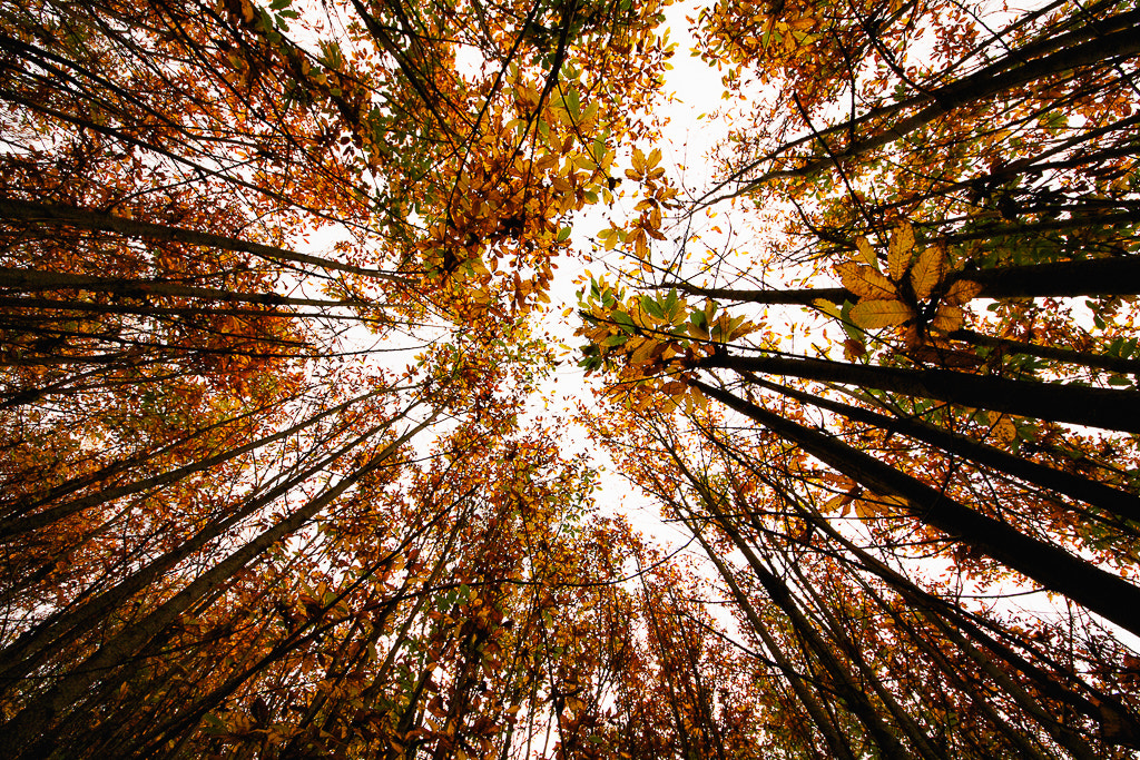 Sigma 8-16mm F4.5-5.6 DC HSM sample photo. Cielo grigio su...cielo grigio su... photography