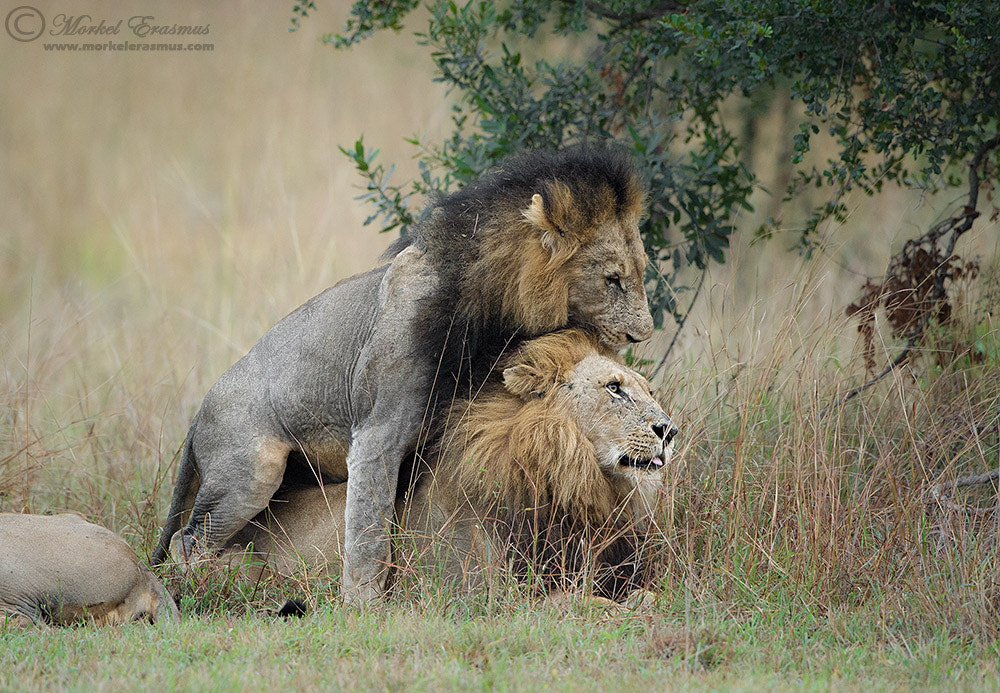 Nikon D3S + Nikon AF-S Nikkor 500mm F4G ED VR sample photo. Man love photography