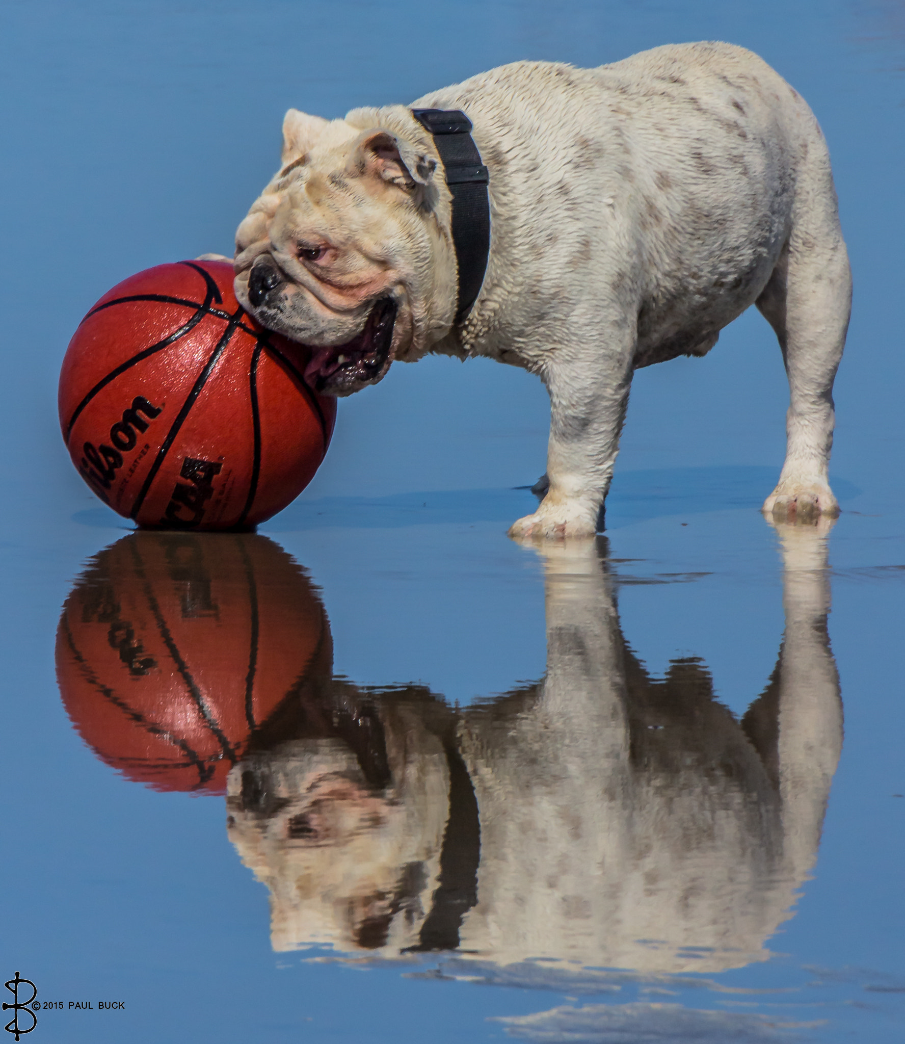 Canon EOS 650D (EOS Rebel T4i / EOS Kiss X6i) sample photo. Bulldog no ball is big enough photography