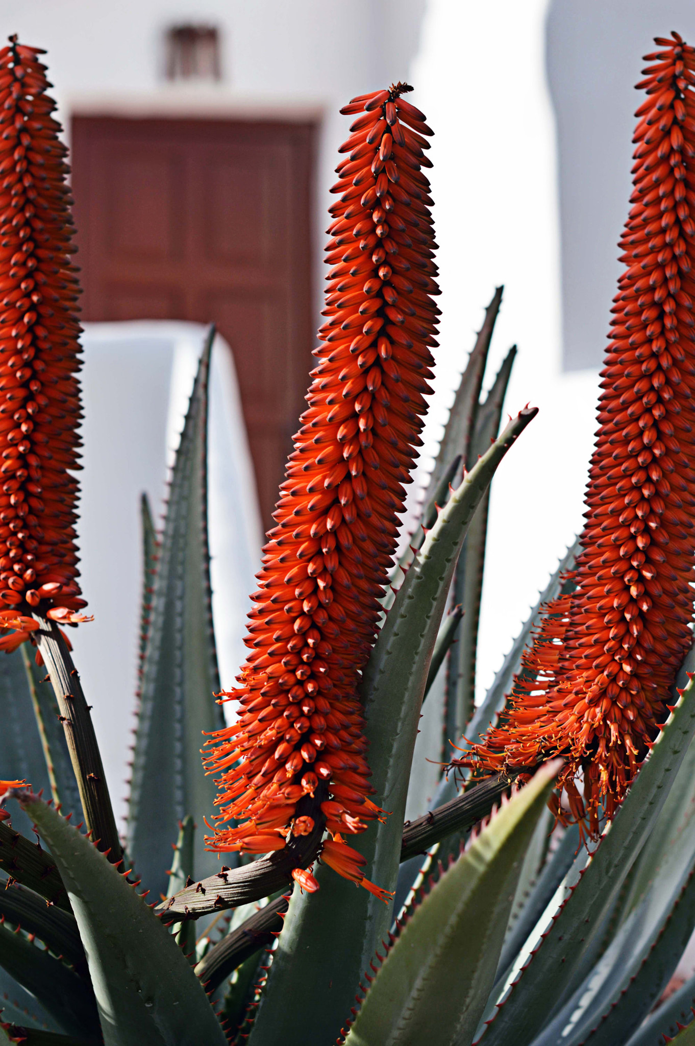 AF Zoom-Nikkor 35-135mm f/3.5-4.5 sample photo. Copia photography