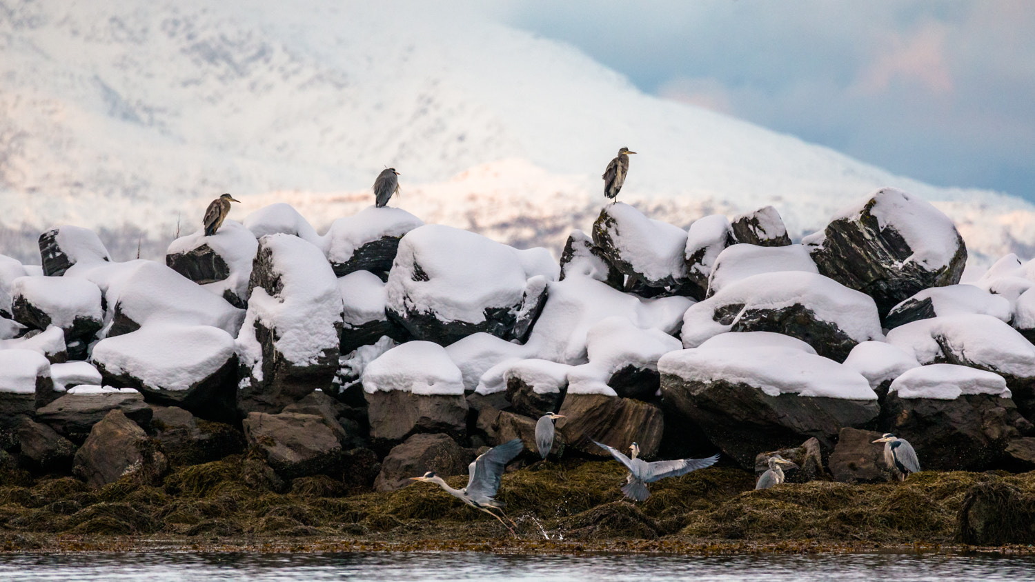 Sigma 150-600mm F5-6.3 DG OS HSM | C sample photo. Some grey herons that gathered an afternoon in january. photography