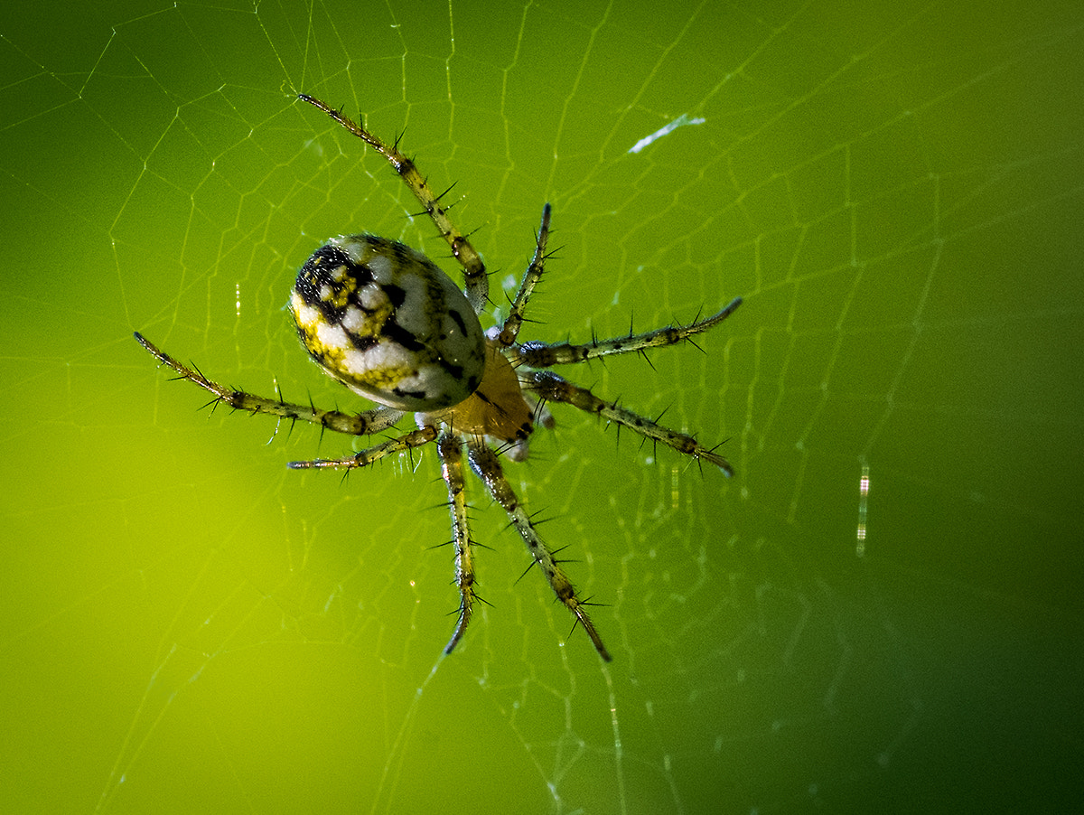 Sony SLT-A77 + 90mm F2.8 Macro SSM sample photo. Паук photography