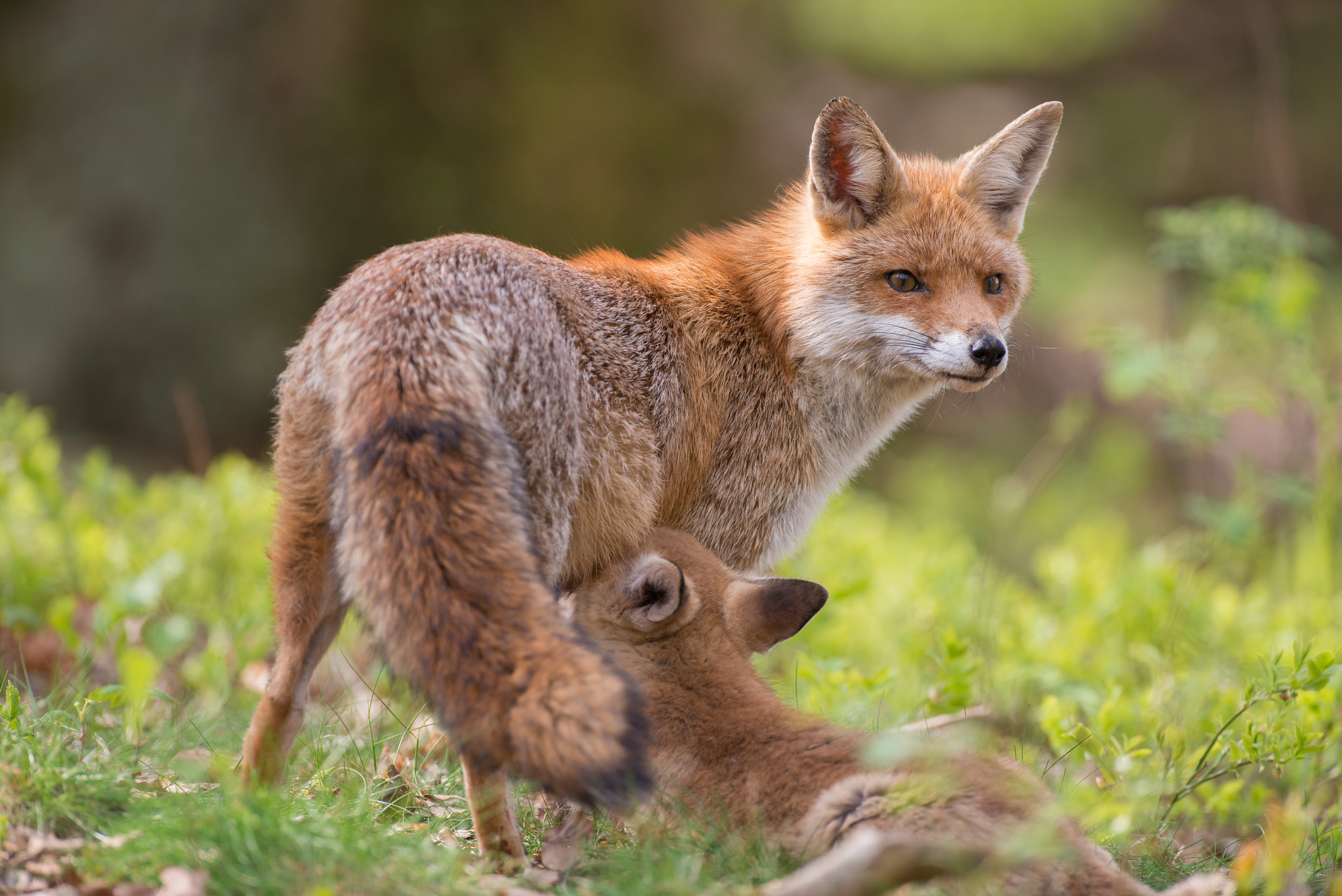 Nikon AF-S Nikkor 500mm F4D ED-IF II sample photo. Young red fox with his mother photography