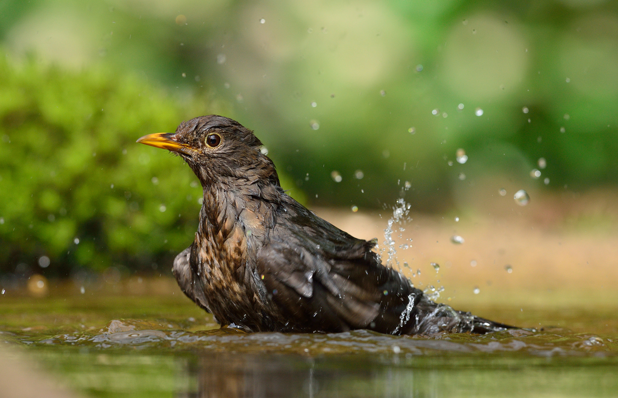Nikon AF-S Nikkor 400mm F2.8D ED-IF II sample photo. Merel photography