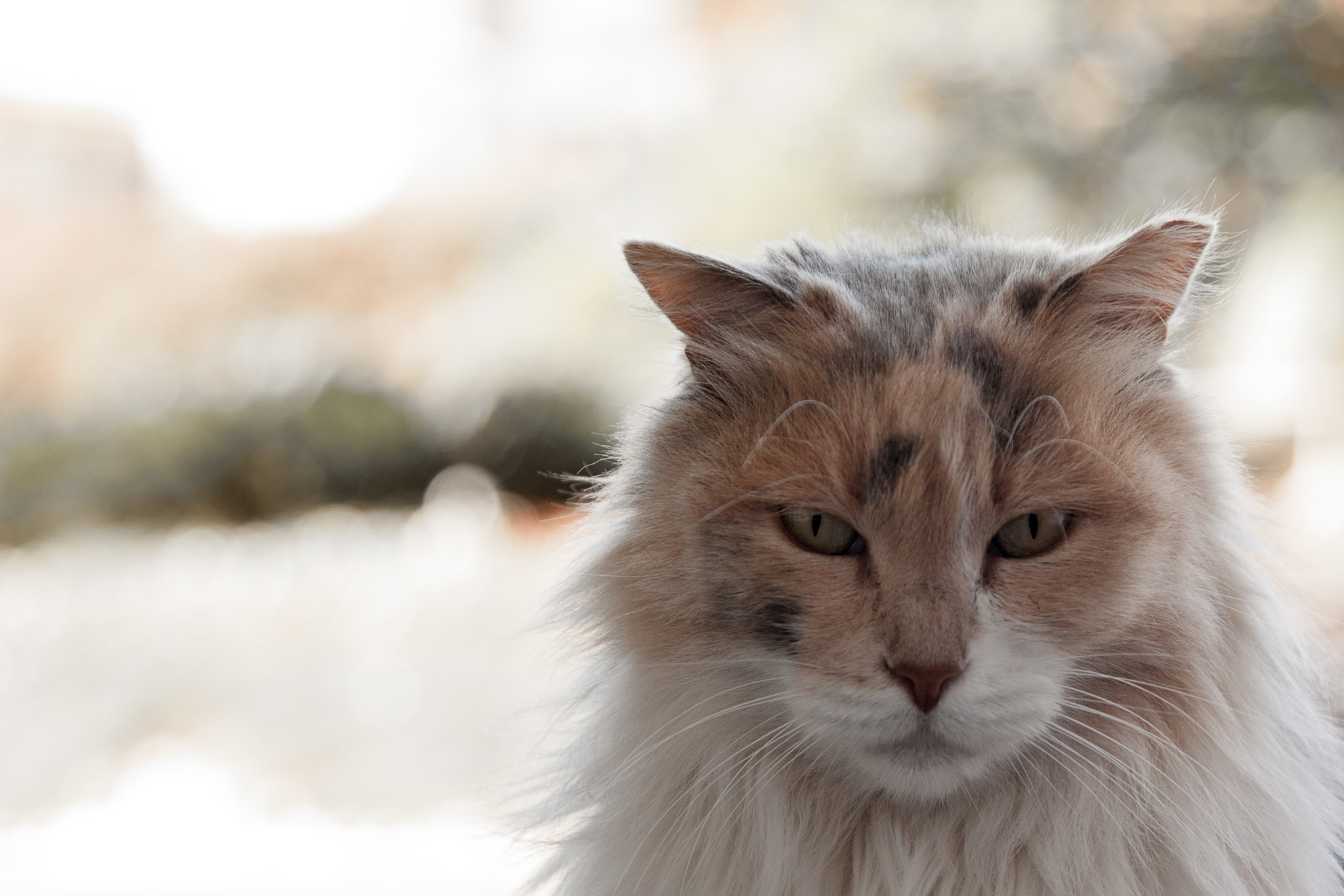 Canon EOS 450D (EOS Rebel XSi / EOS Kiss X2) sample photo. Serious kitty photography