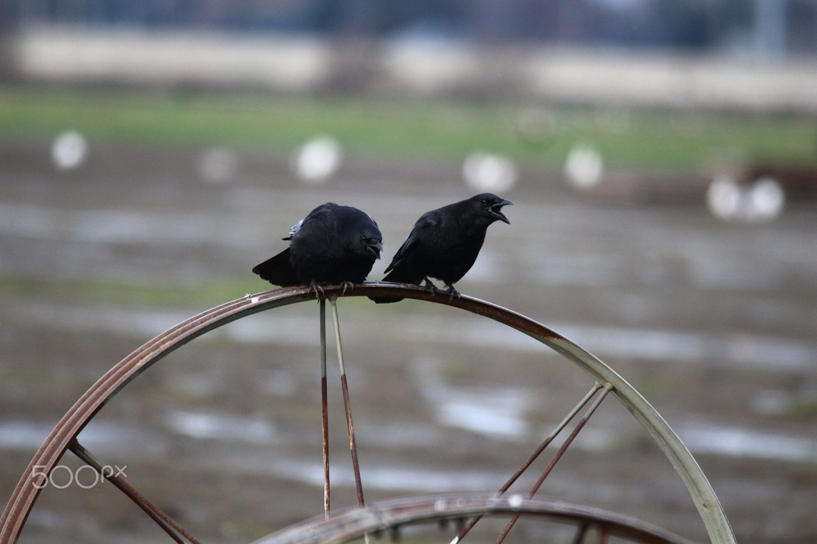 Sigma 150-500mm F5-6.3 DG OS HSM sample photo. Something to crow about photography