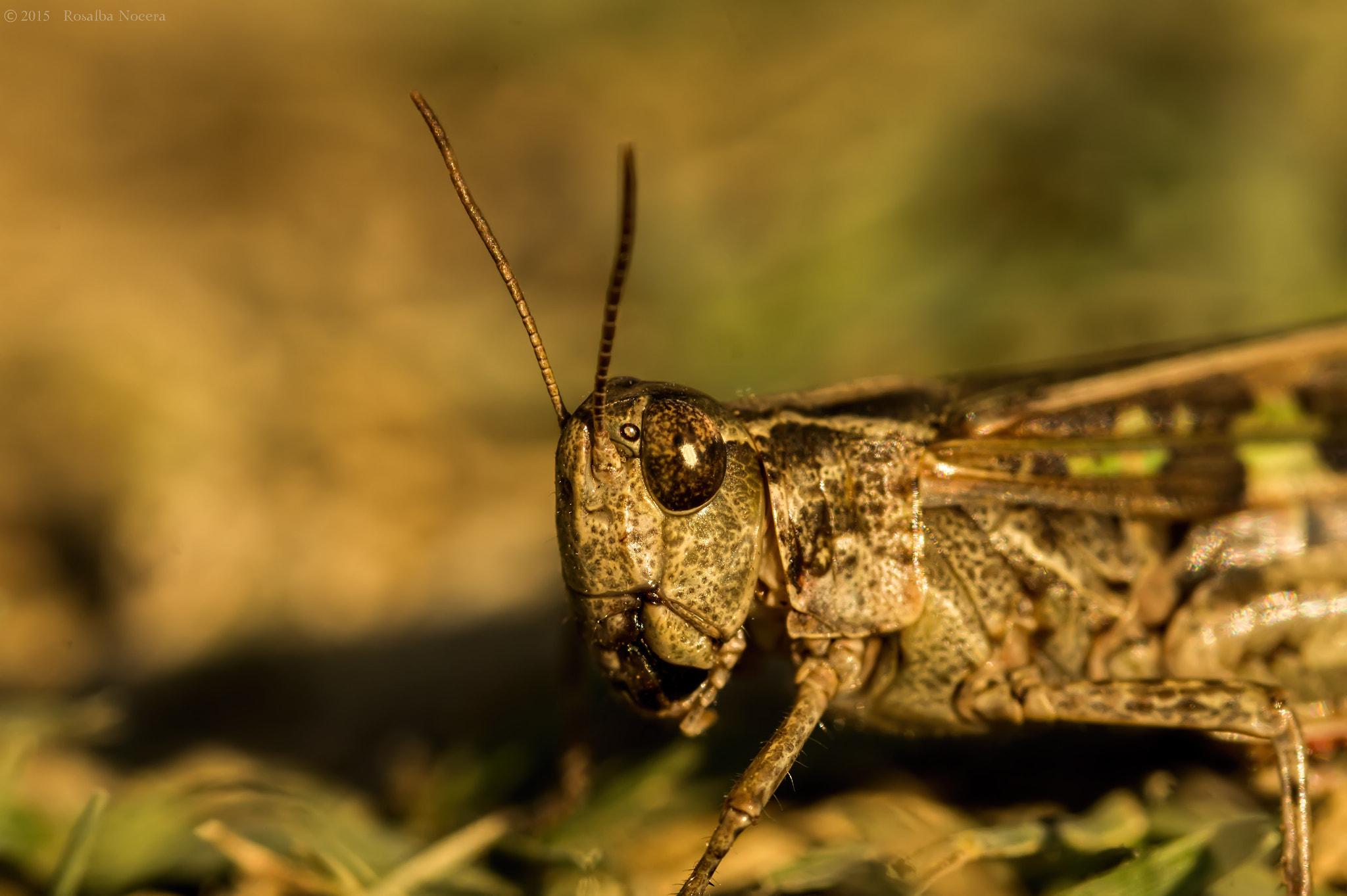 Sony SLT-A58 + Sigma AF 105mm F2.8 EX [DG] Macro sample photo. Grasshopper photography