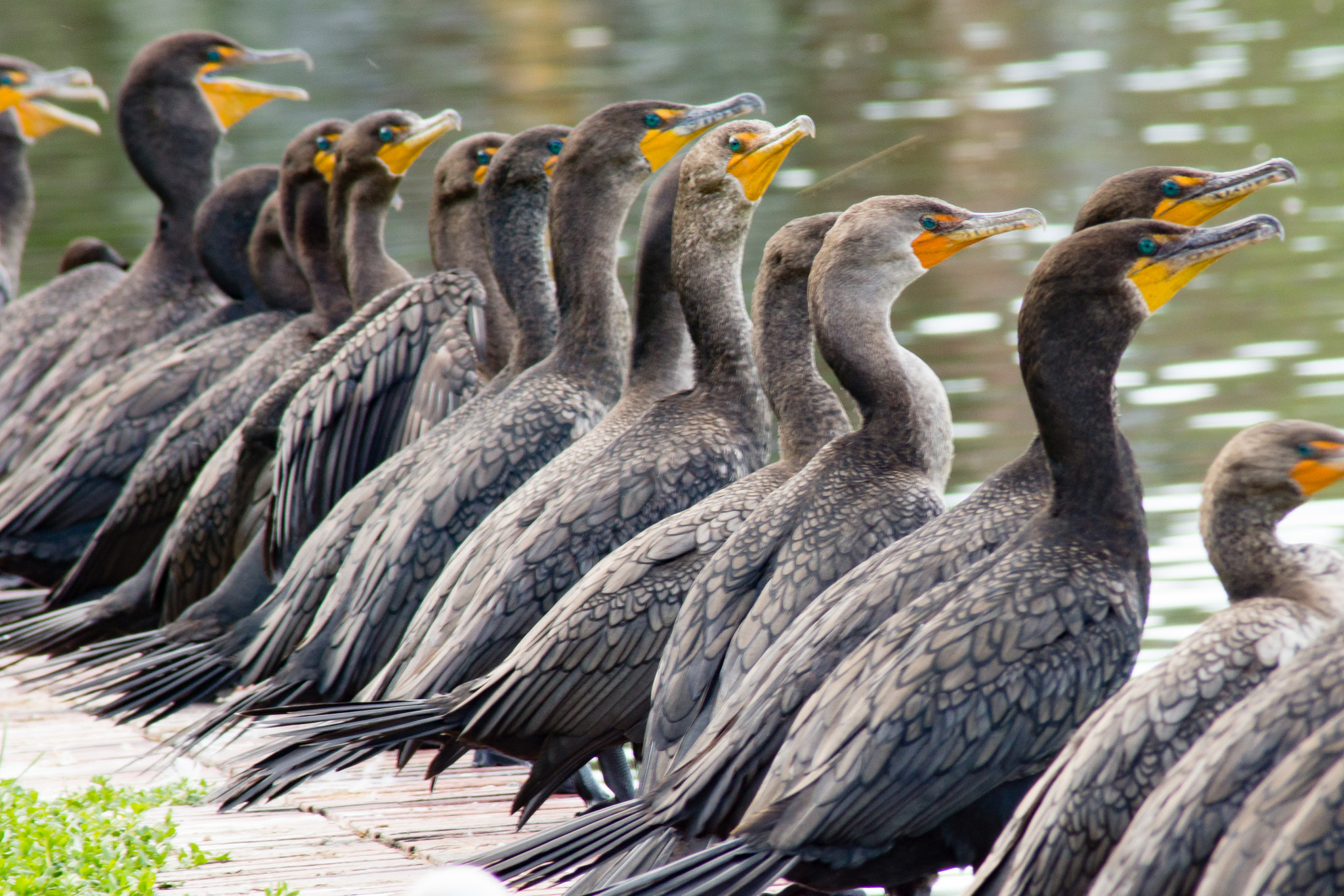 Sony SLT-A65 (SLT-A65V) + Tamron 200-400mm F5.6 LD sample photo. Cormorant boulevard photography