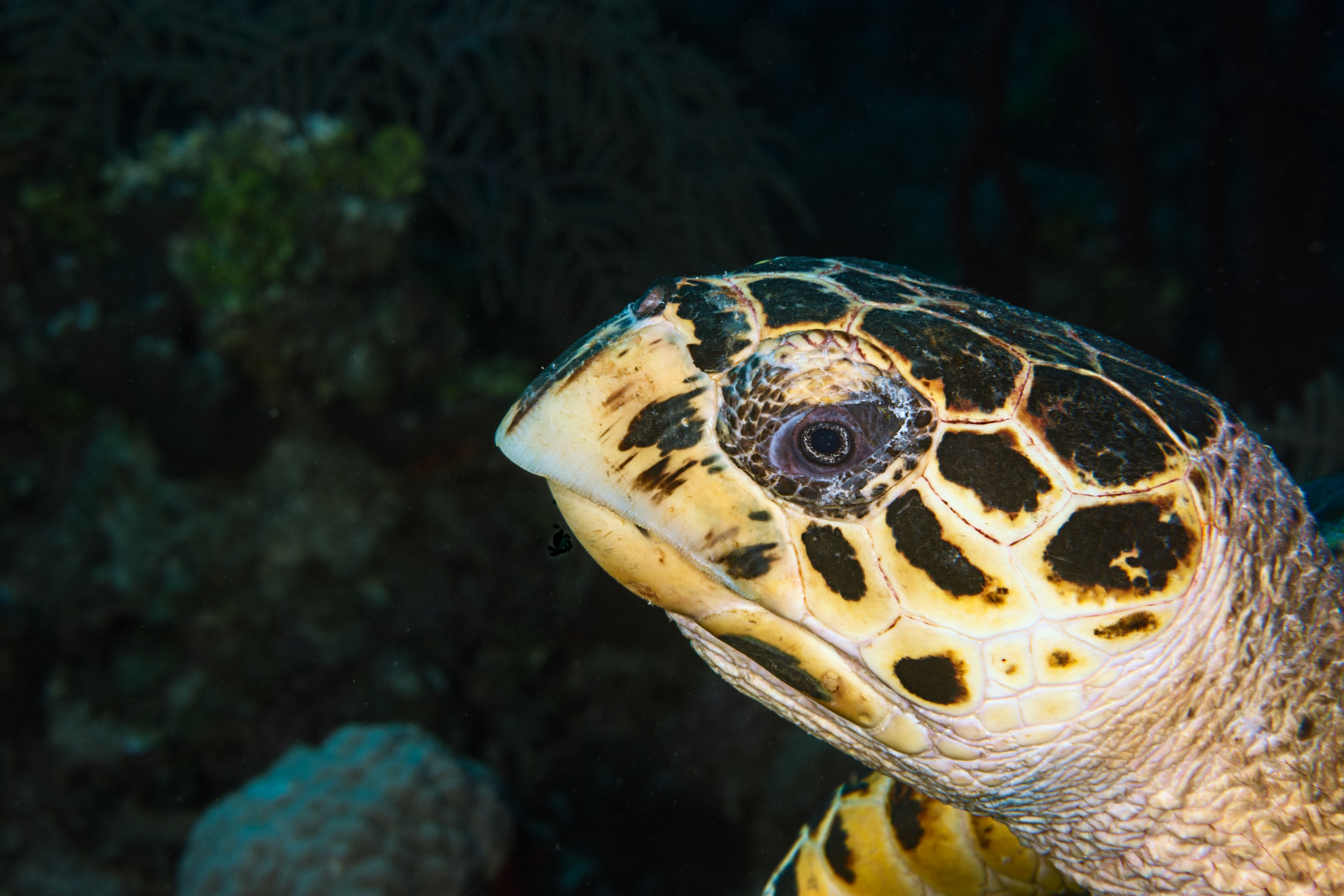 Nikon AF-S Micro-Nikkor 60mm F2.8G ED sample photo. Hawksbill turtle photography
