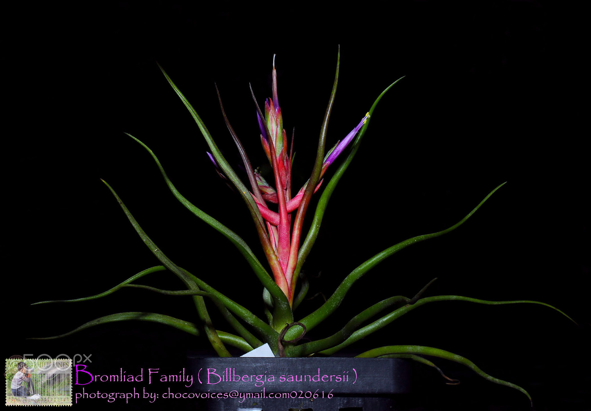 Philippine Tropical Flower Bromliad Family ( Billbergia saundersii ) chocovoices2016