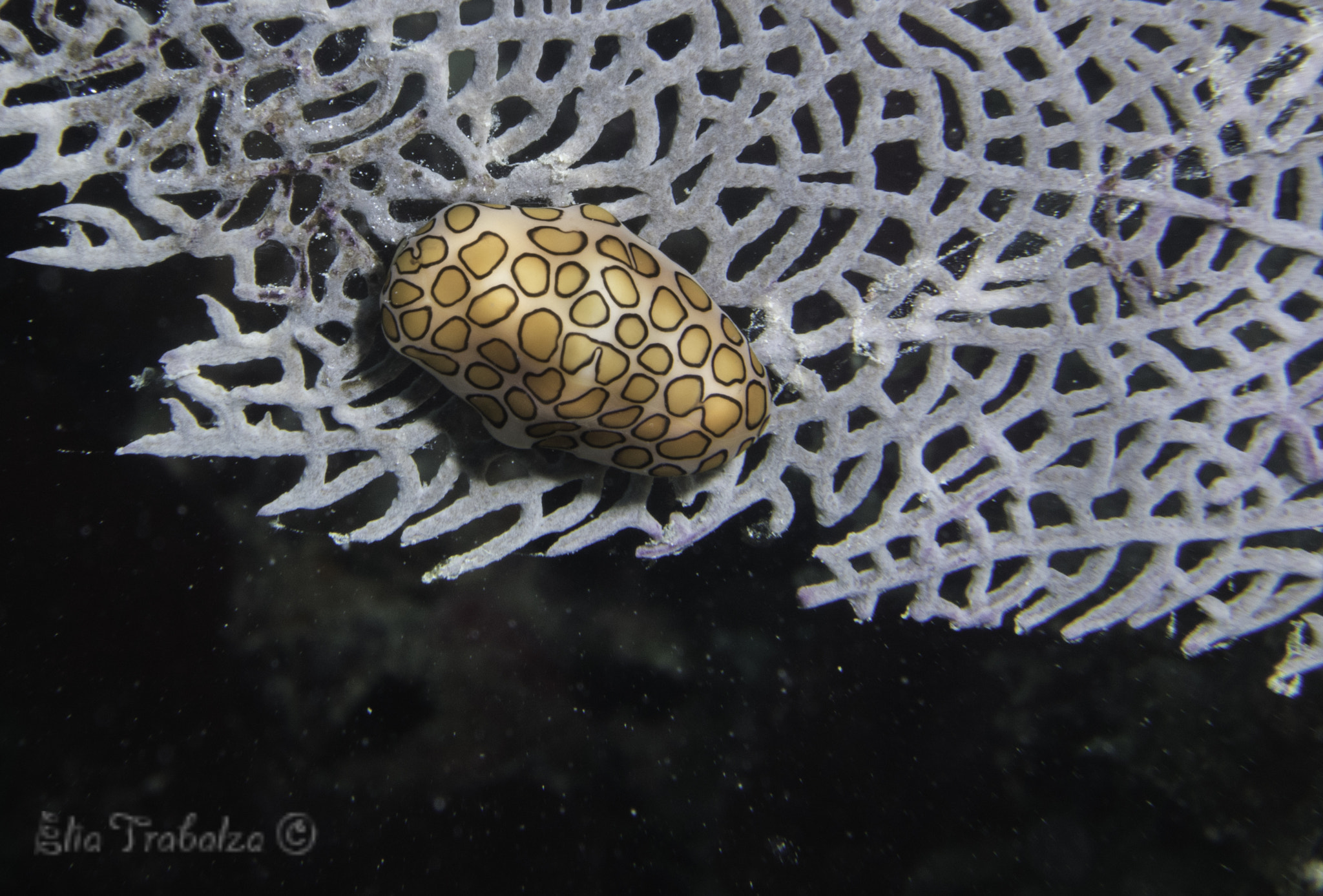 Nikon 1 J4 sample photo. Nudibranco rd photography
