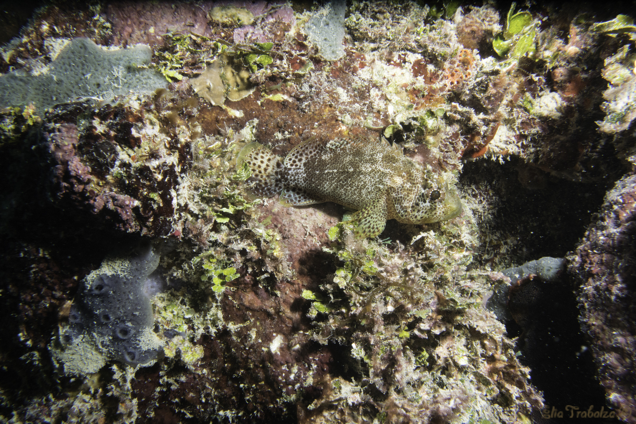 Nikon 1 J4 sample photo. Pesce scorpione photography