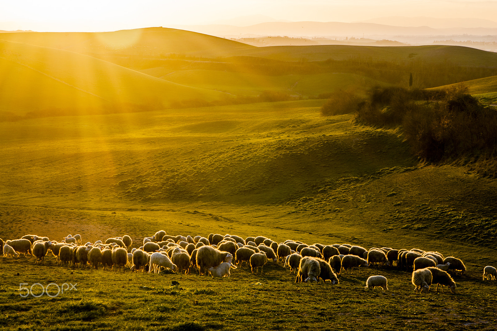 Canon EOS-1D Mark II + Tamron AF 28-75mm F2.8 XR Di LD Aspherical (IF) sample photo. Sheep at sunset photography