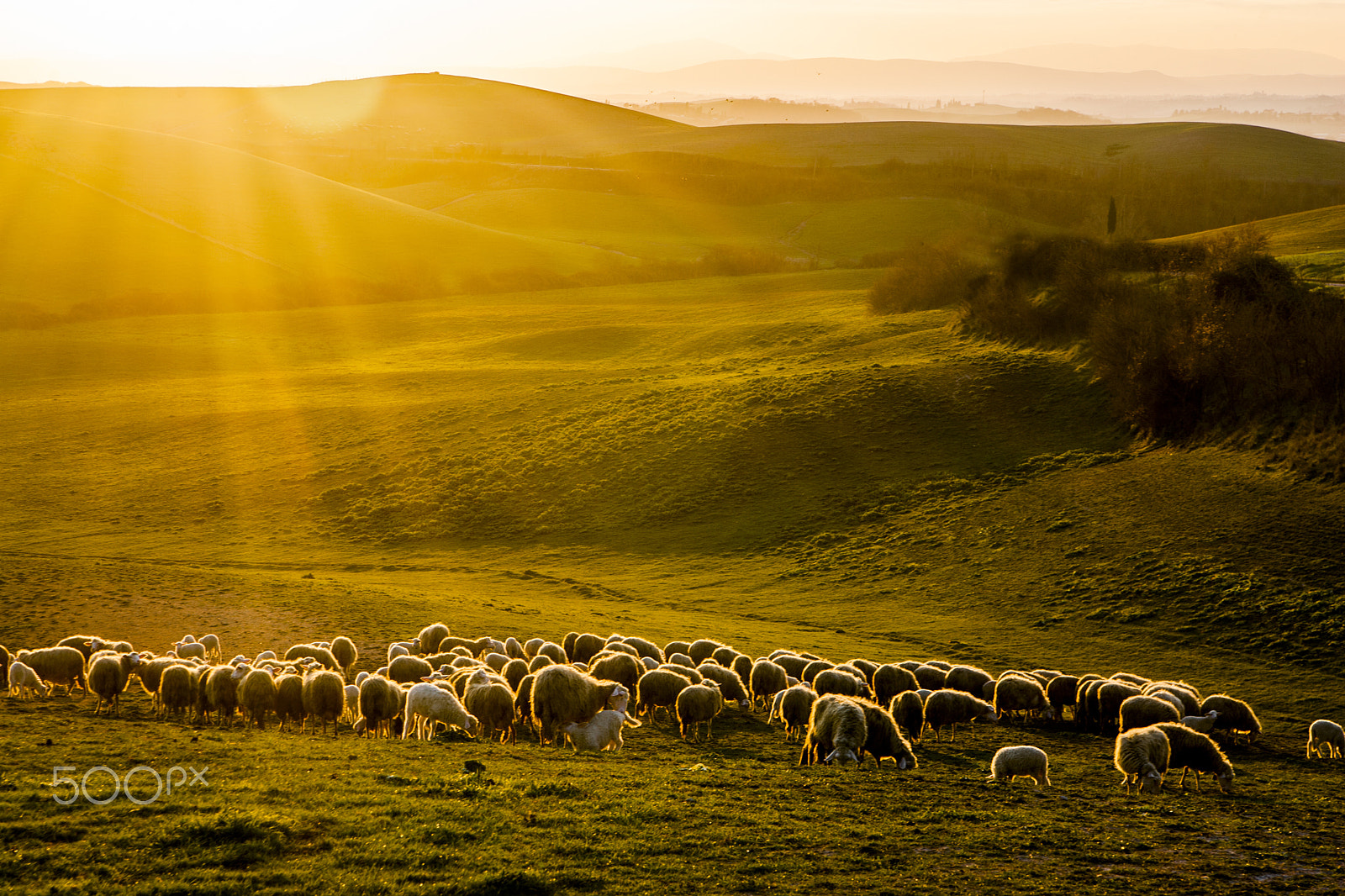 Canon EOS-1D Mark II sample photo. Sheep at sunset photography