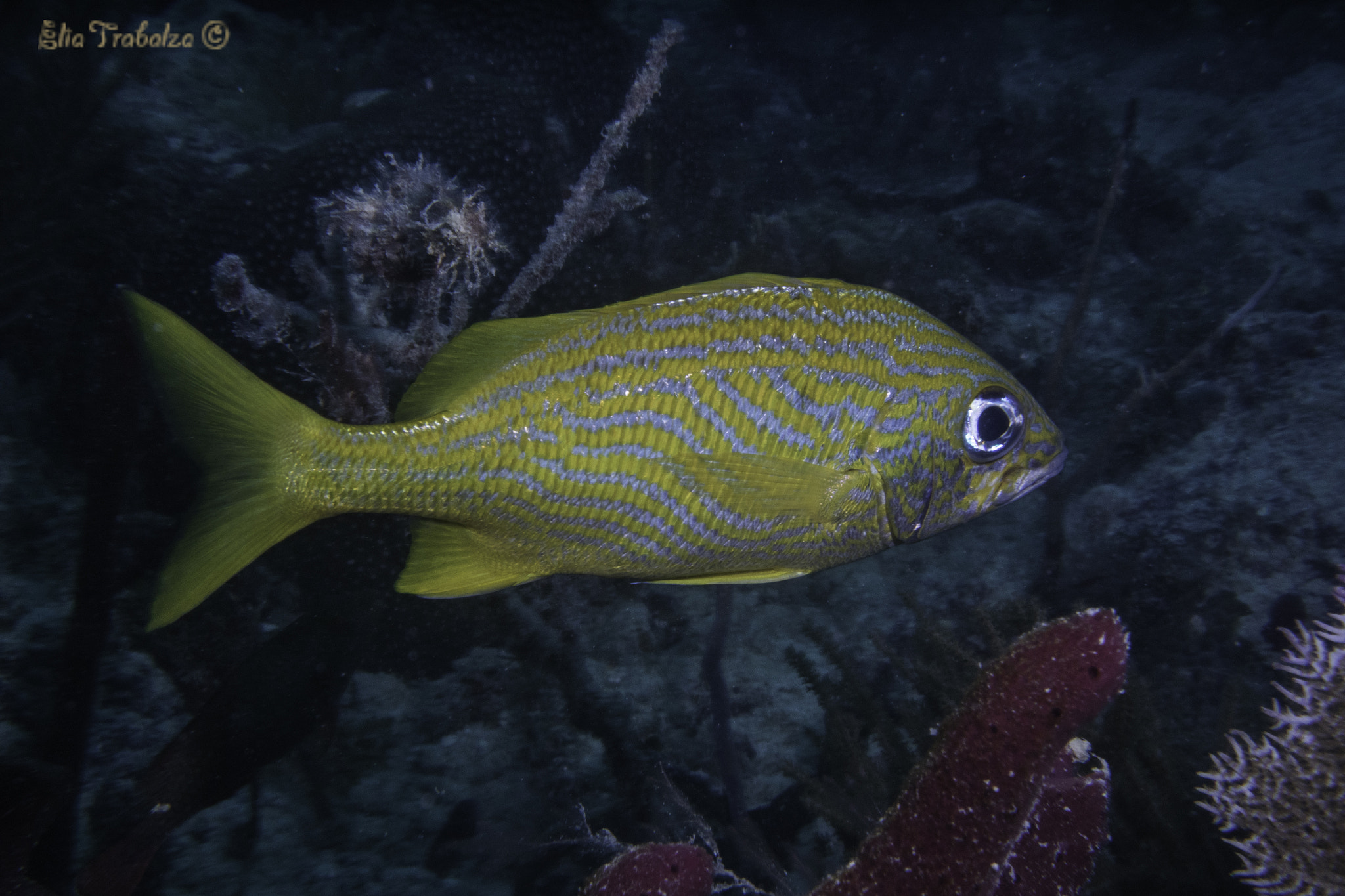 Nikon 1 J4 sample photo. Pesce giallo photography