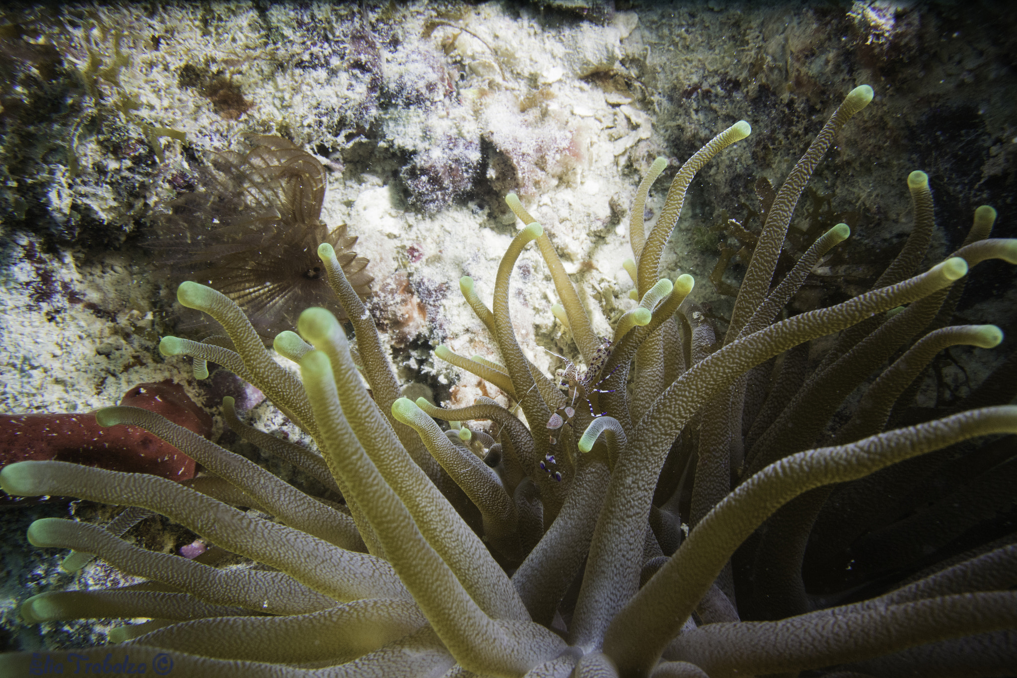 Nikon 1 J4 sample photo. Anemone e gamberetto pulitore photography