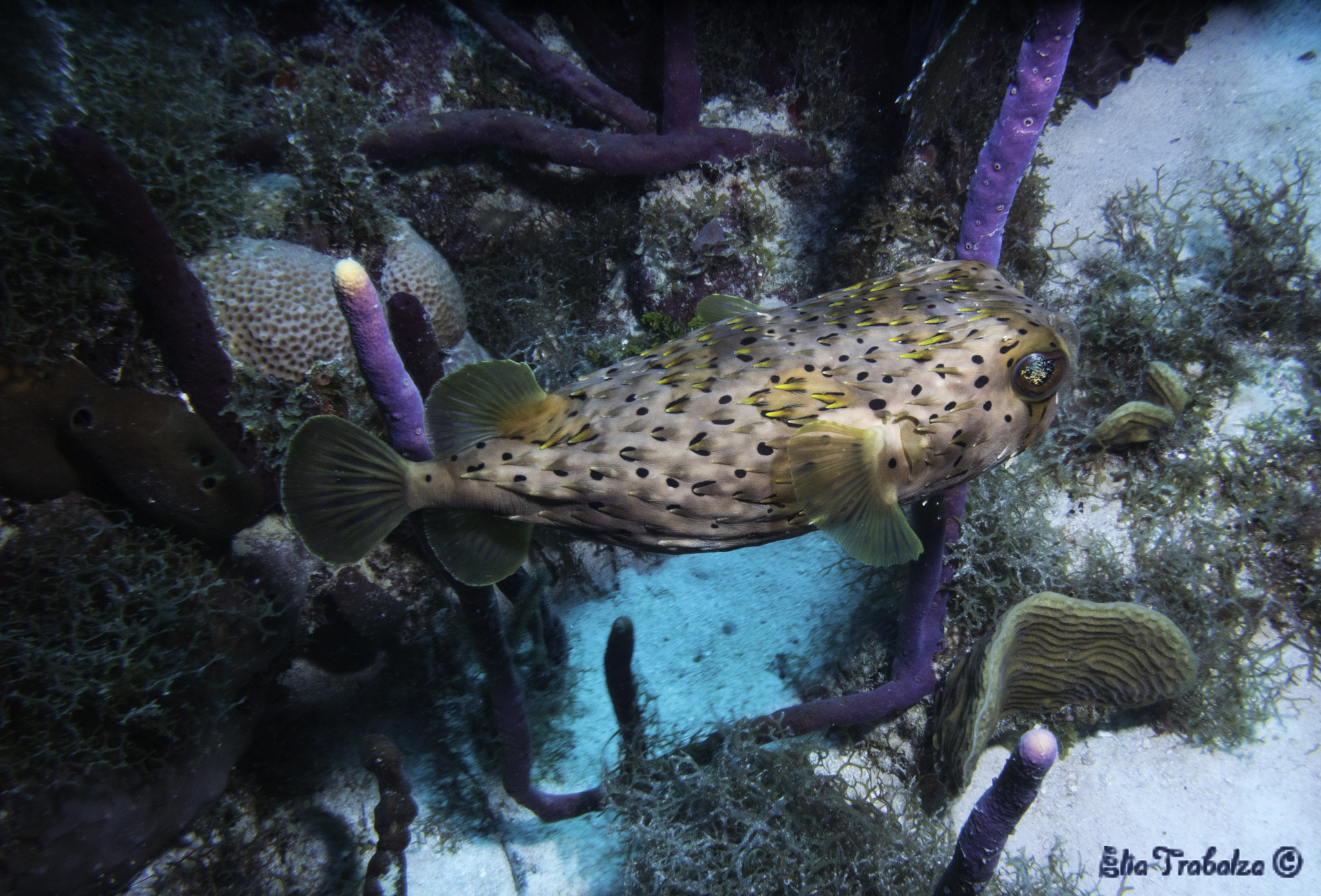 Nikon 1 J4 sample photo. Pesce palla istrice photography