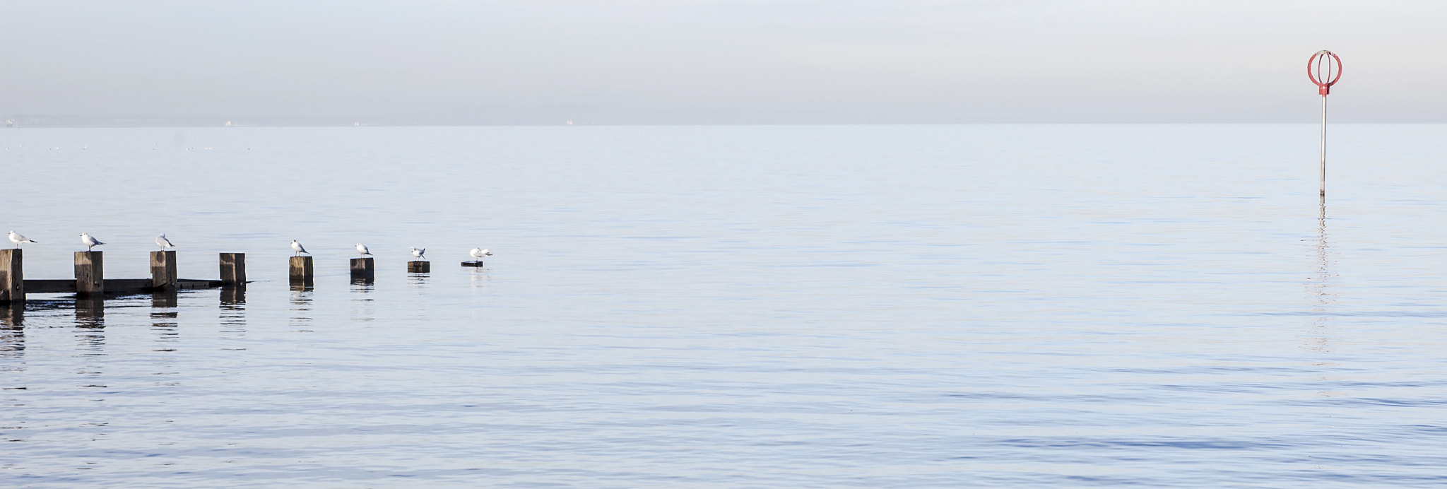 Nikon D40 + Nikon AF Nikkor 50mm F1.8D sample photo. Seagulls photography