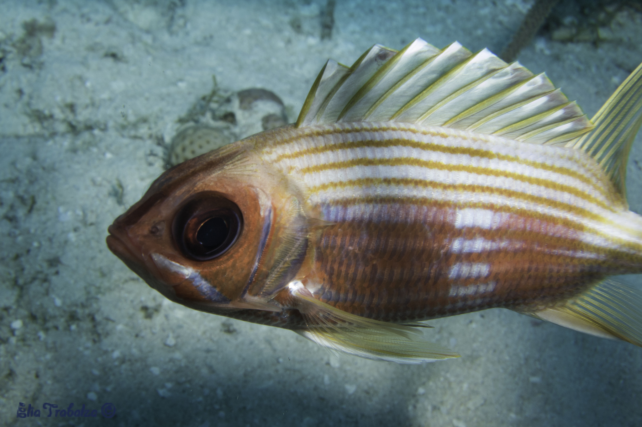 Nikon 1 J4 sample photo. Pesce grandi occhi photography