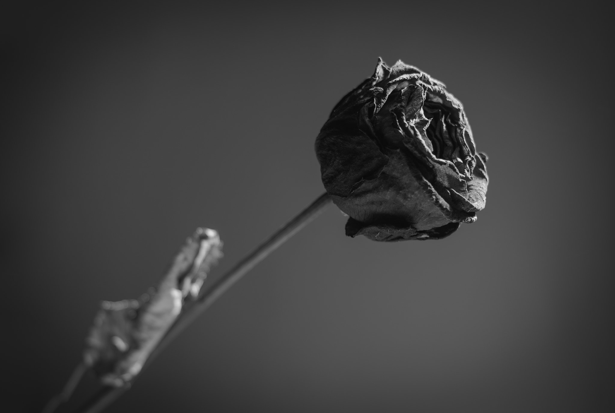 HD Pentax DA 40mm F2.8 Limited sample photo. E’ il tempo che hai perduto per la tua rosa che ha fatto la tua rosa così importante photography