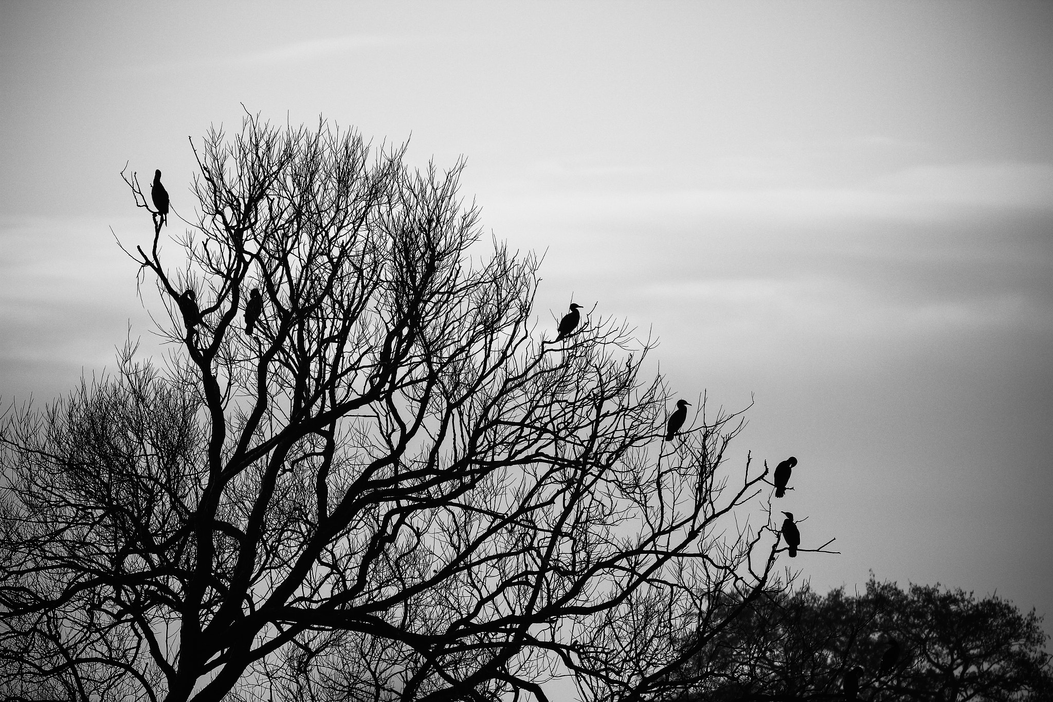 Canon EOS 550D (EOS Rebel T2i / EOS Kiss X4) + Canon EF 300mm F4L IS USM sample photo. Cranes in a tree photography